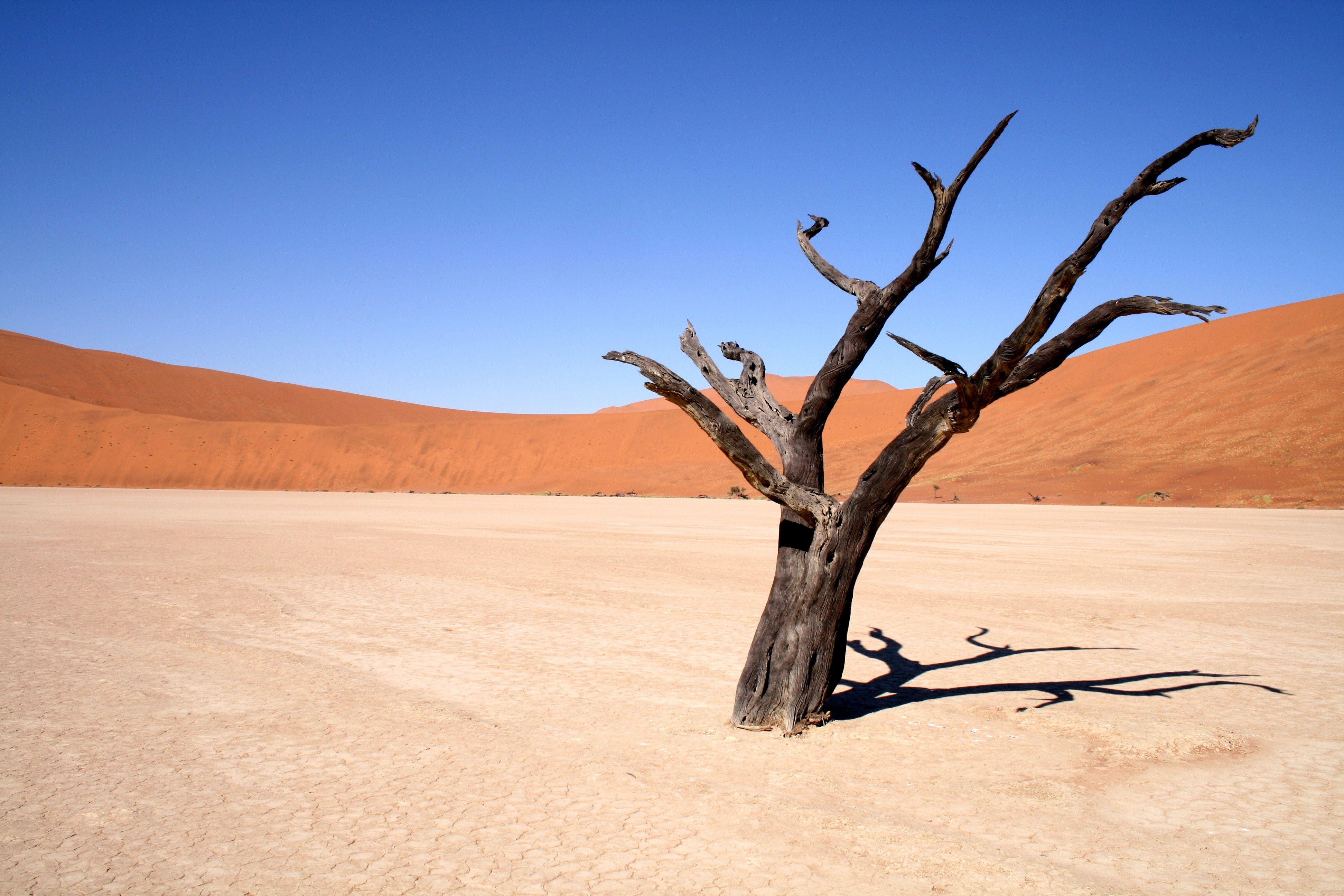 3888x2592 Savannah Desert Wallpaper 21129 3888x2592 px