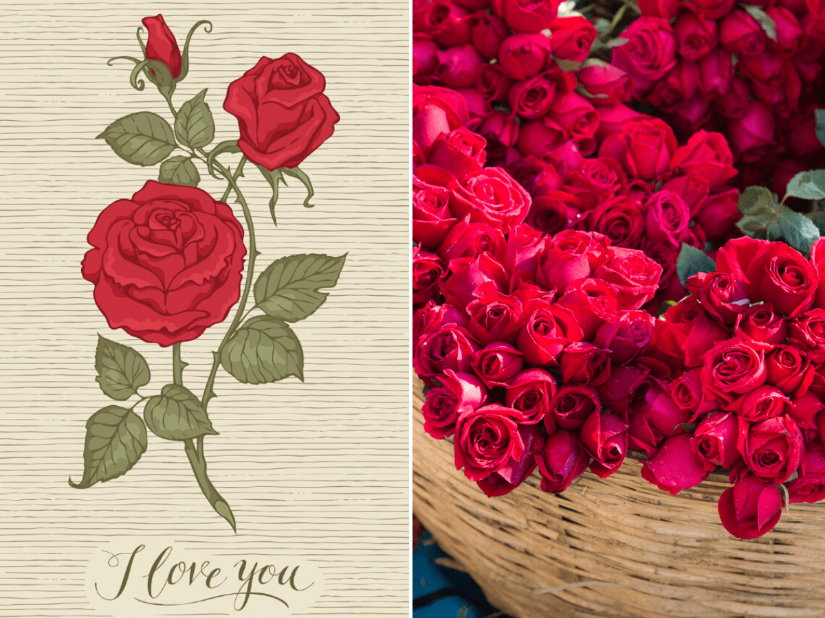 1200x900 Happy Rose Day 2020: Wishes, Messages, Quotes, Image, Facebook & Whatsapp statuses of India