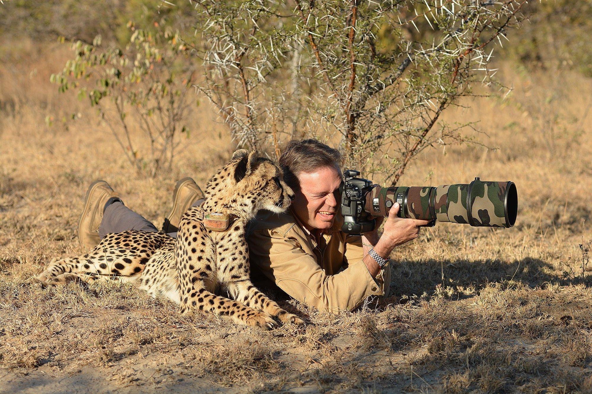 2000x1333 cheetahs nature animals photographers camera camouflage savannah