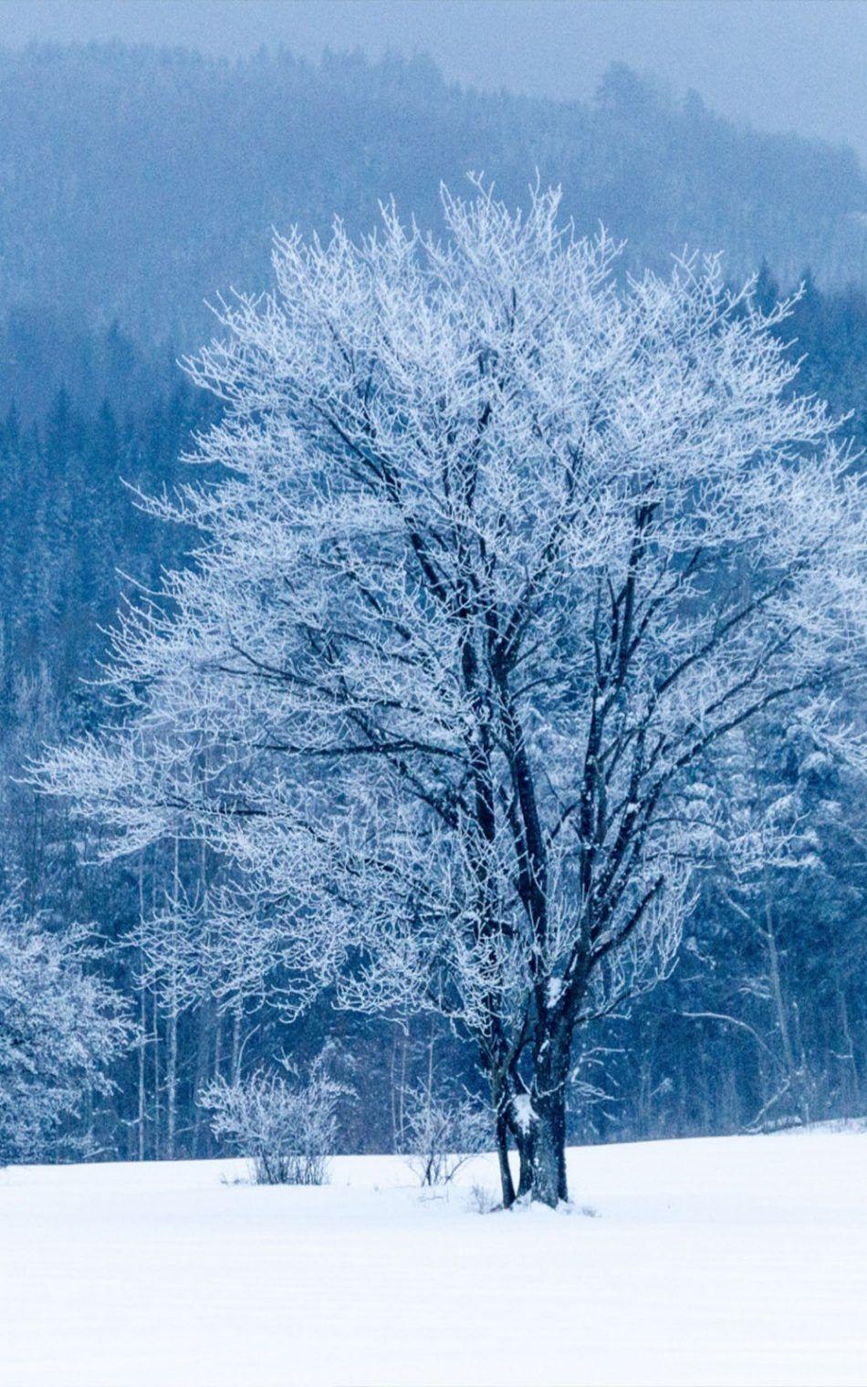 950x1520 Free download Download Frozen Tree Snow Winter Pure 4K Ultra HD