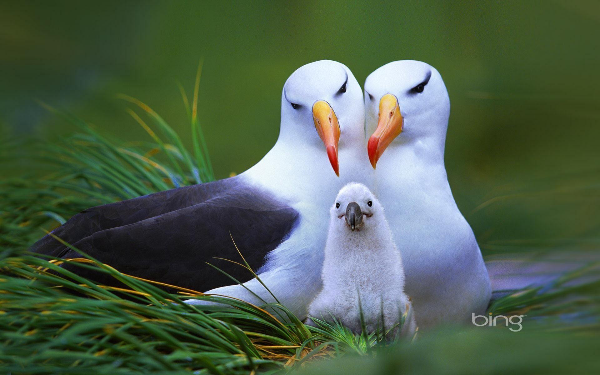 1920x1200 nature birds baby birds 1920x1200 wallpaper High Quality