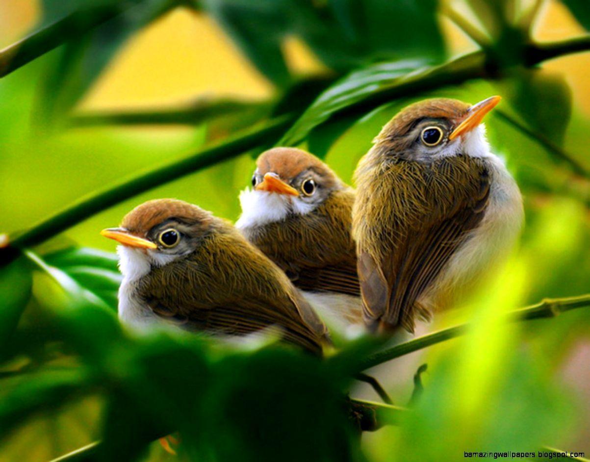 Baby Birds Wallpapers - Top Free Baby Birds Backgrounds - WallpaperAccess