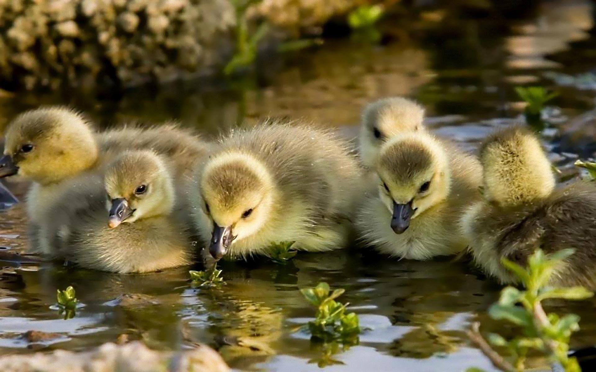 1920x1200 Download 1920x1200 bird Baby Ducks Wallpaper
