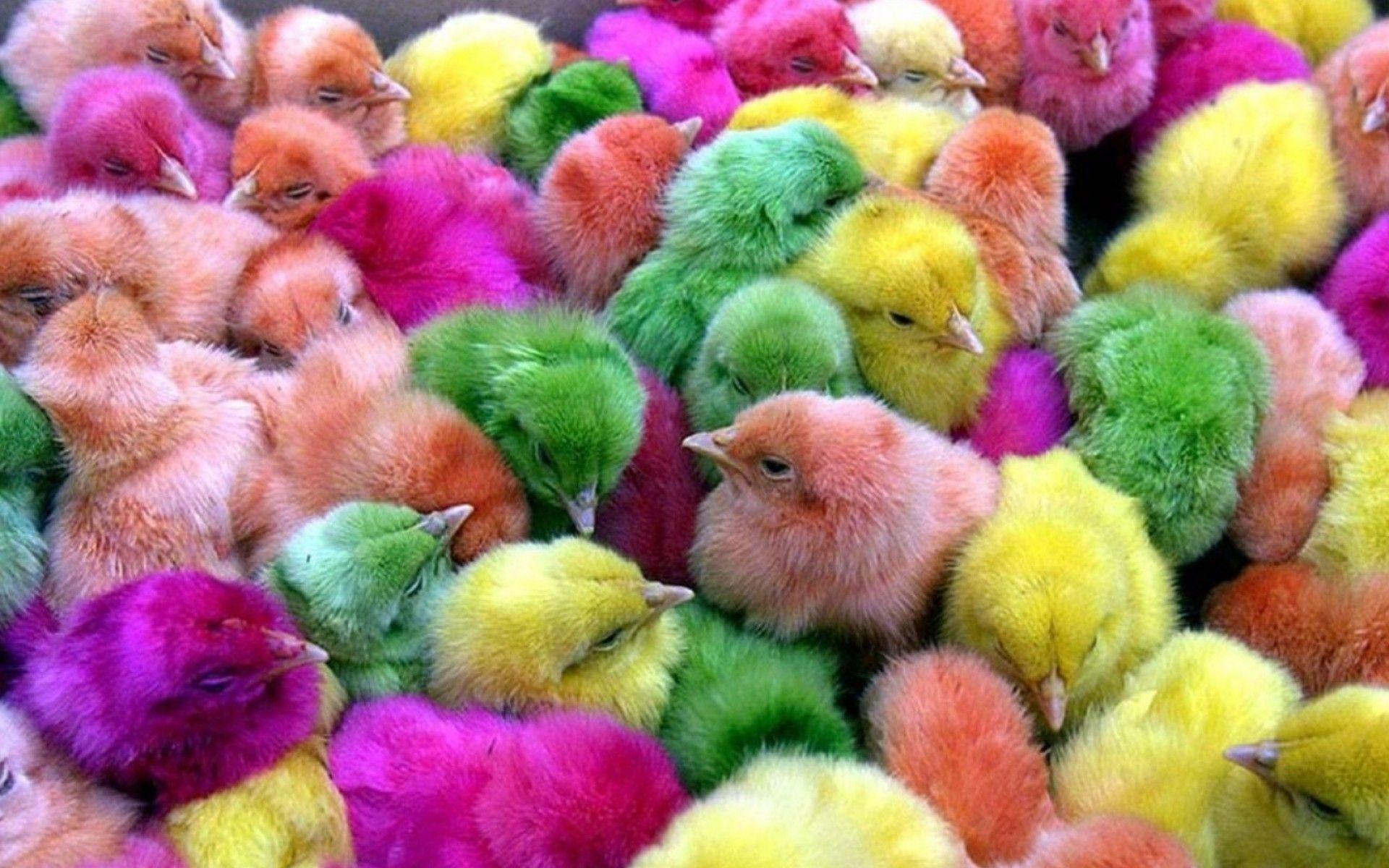 1920x1200 multicolor birds chickens chicks chickens baby birds 1920x1200