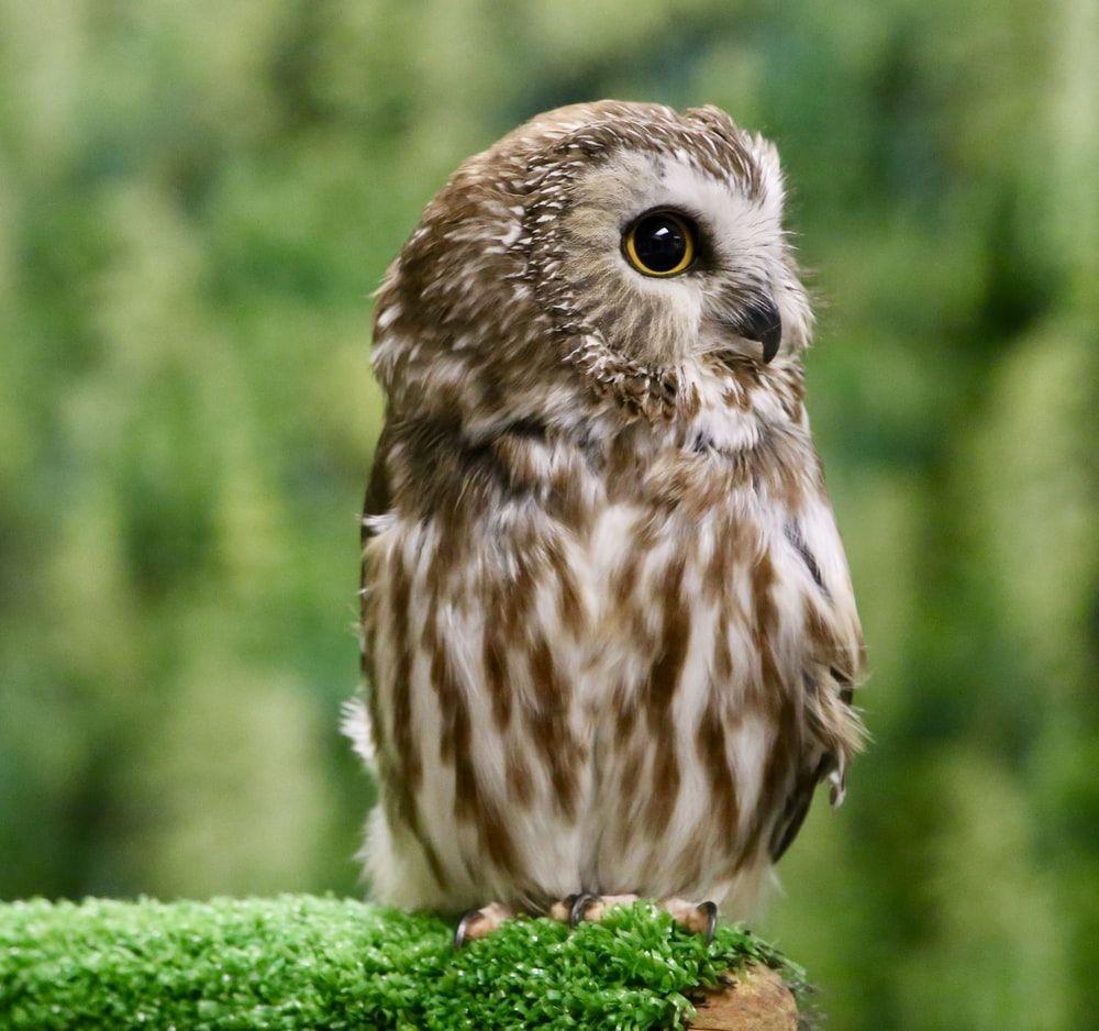 1000x938 Baby Bird Picture. Download Free Image