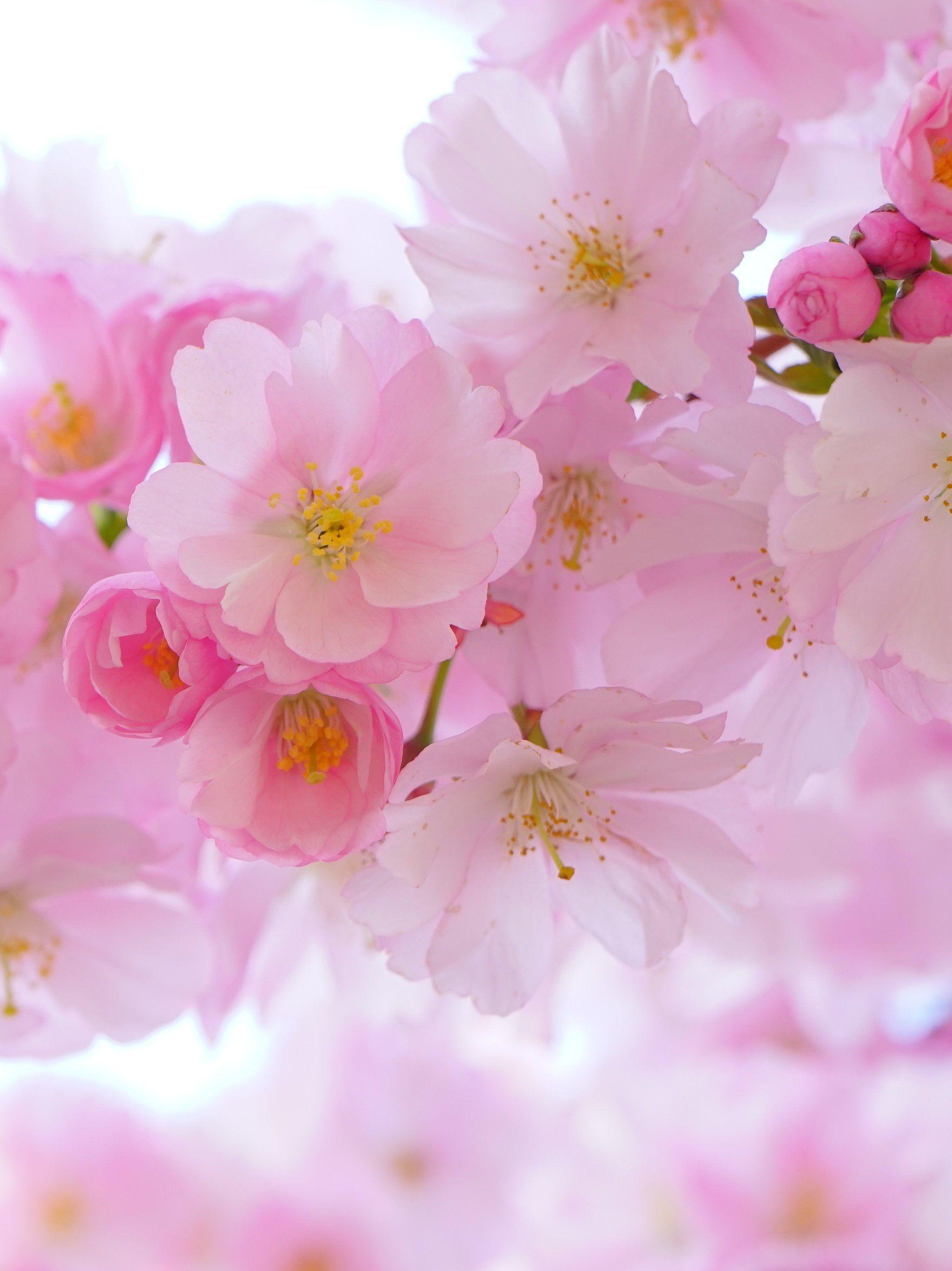 2048x2732 Cherry Blossom Wallpaper, Android & Desktop Background