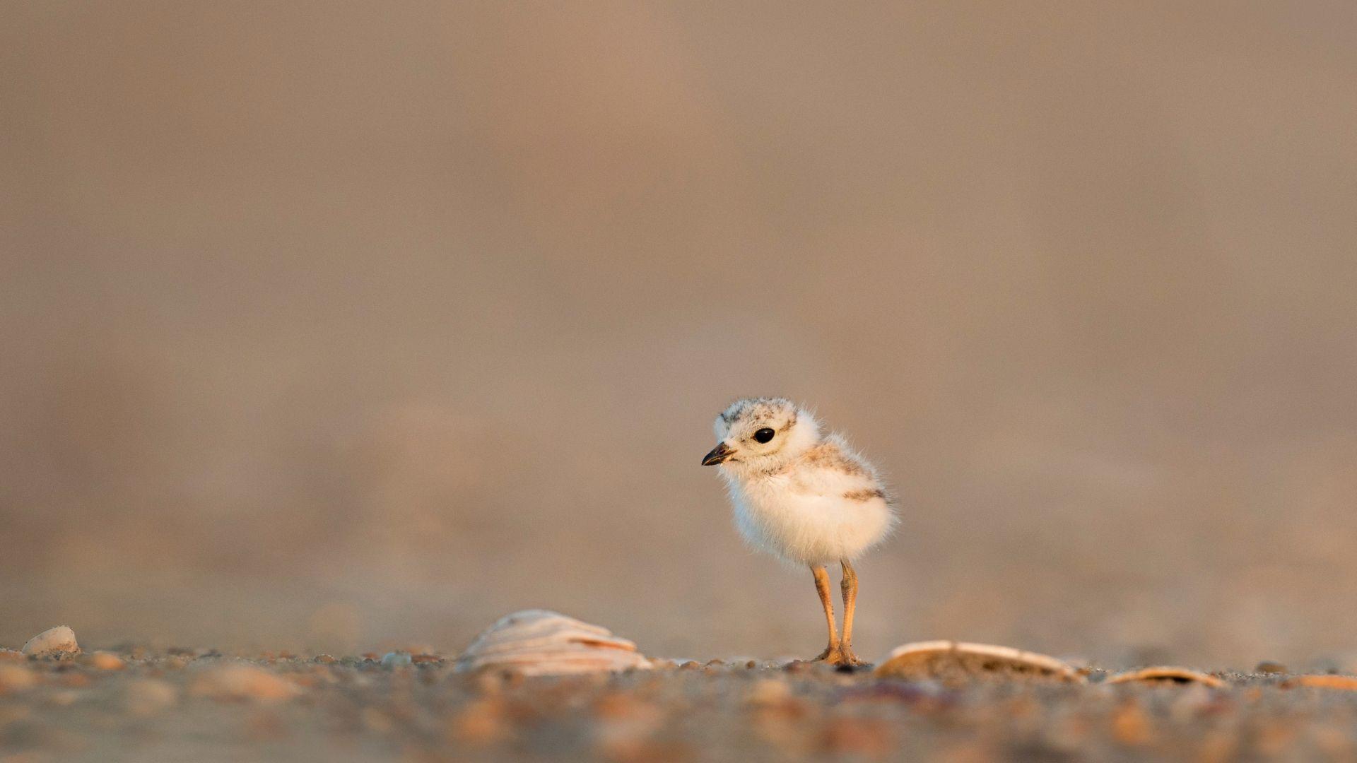 1920x1080 Desktop Wallpaper Small Baby Bird Wallpaper, HD Image, Picture