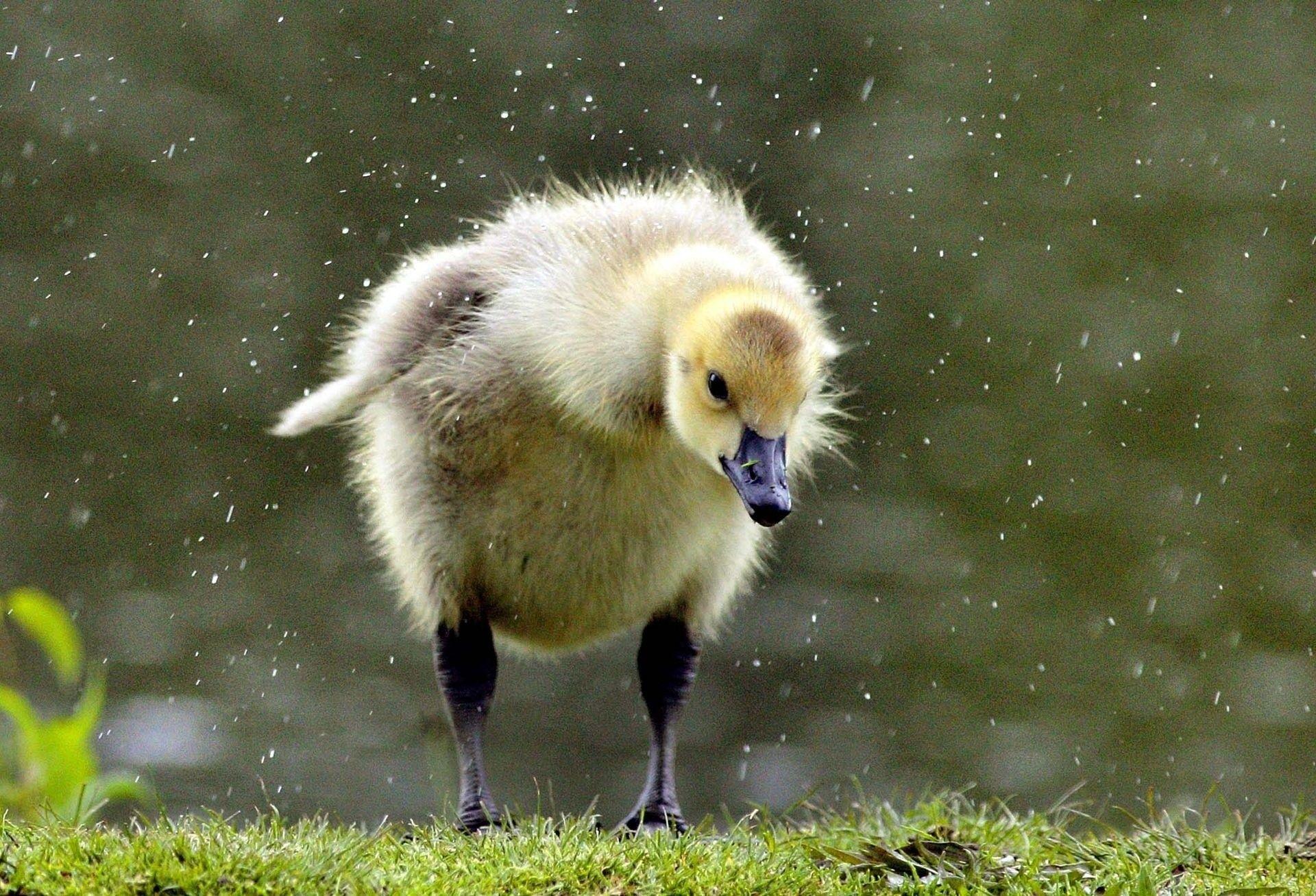 1920x1307 birds water drops baby birds 1920x1307 wallpaper High Quality