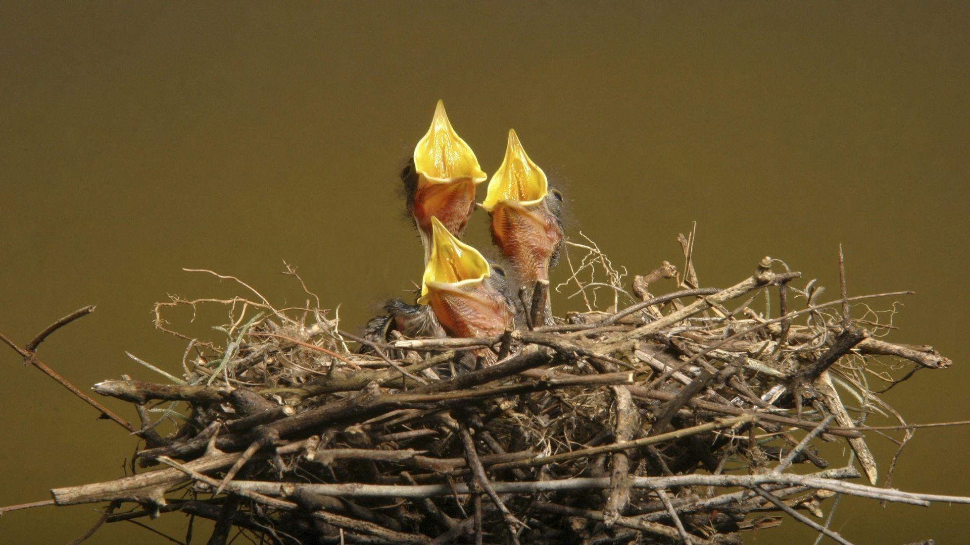 1920x1080 Birds animals nest baby birds wallpaperx1080
