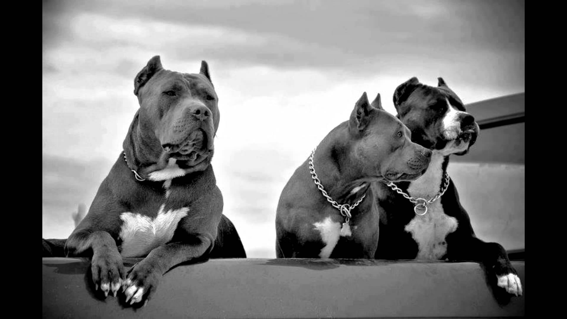 1920x1080 Pitbulls Desktop Background. Beautiful
