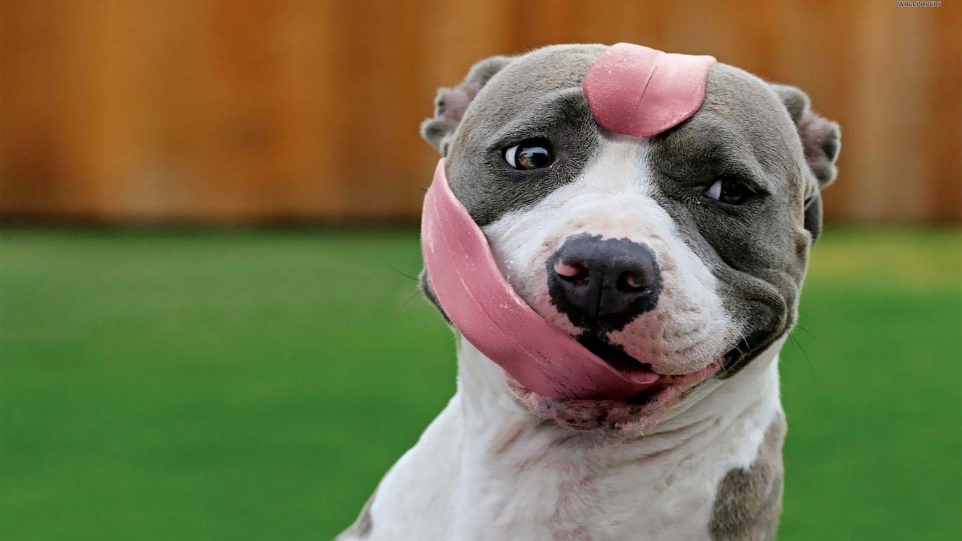1920x1080 Pitbull Wallpaper