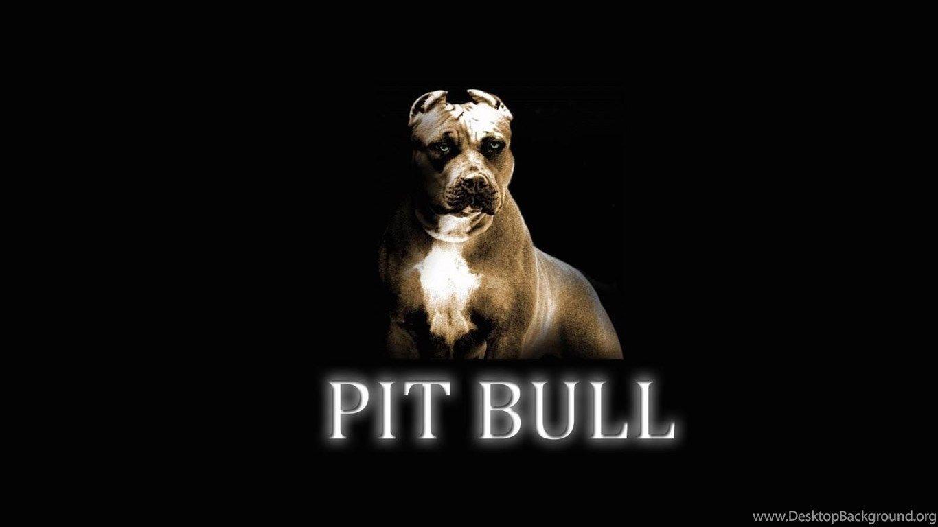 1366x768 Desktop black pitbull puppy Desktop Background