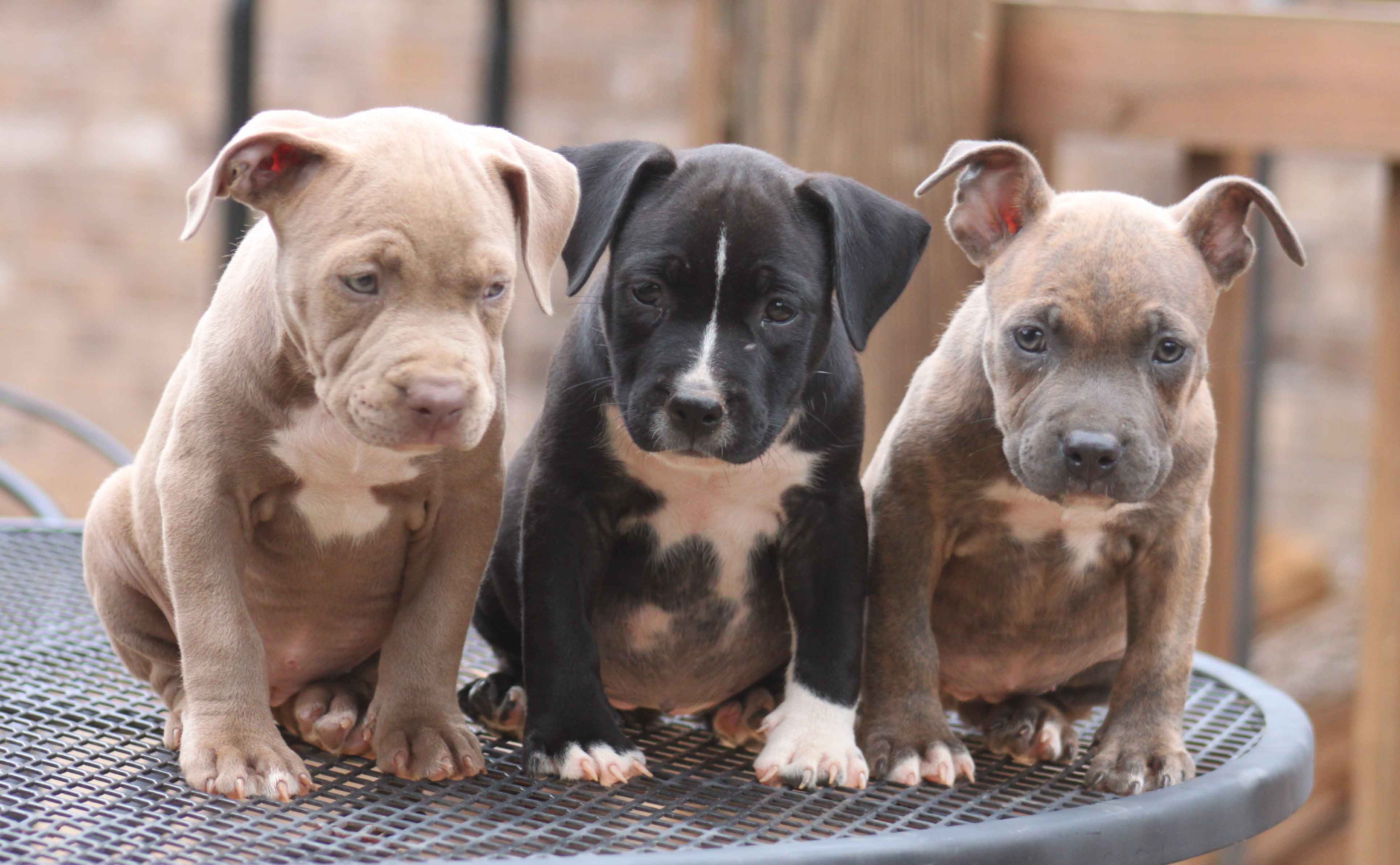 3861x2386 Pitbull Puppies Desktop Wallpaper HD Free Wallpaper HD