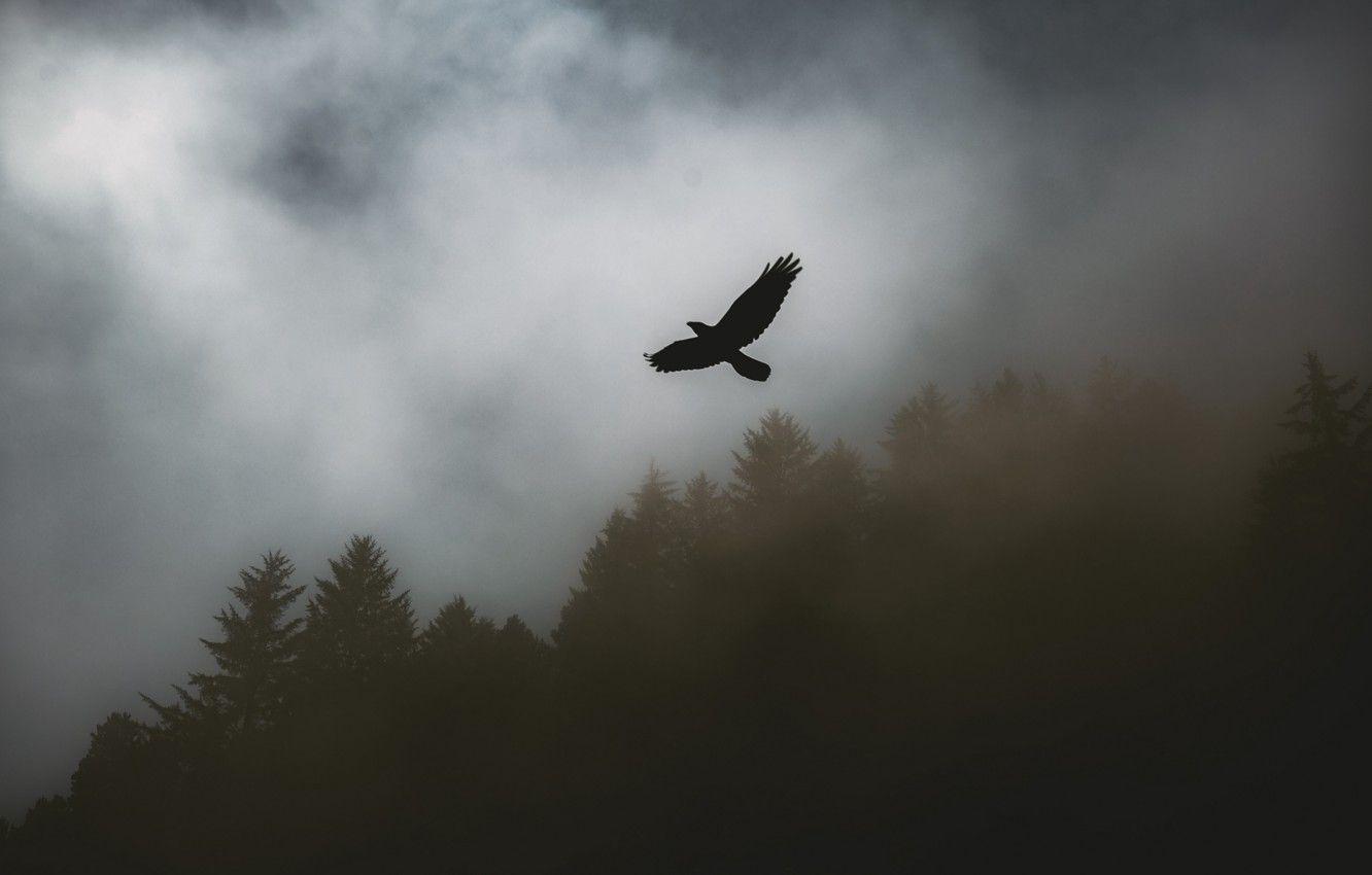 1332x850 Wallpaper dark, trees, animals, nature, bird, raven, forests, fog, animal, silhouette, gloomy, 4k ultra HD background image for desktop, section животные