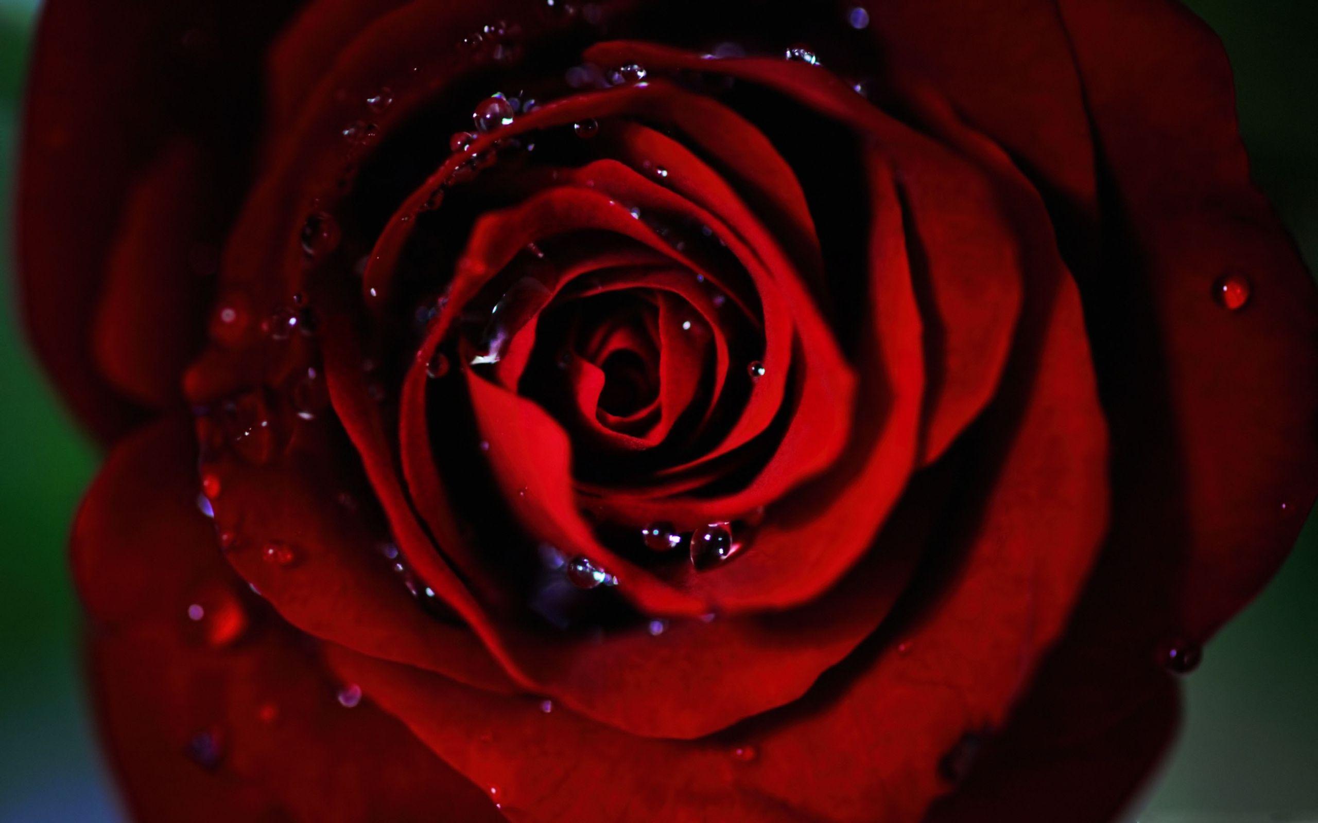 2560x1600 Best rose Mac Wallpaper Free HD Download