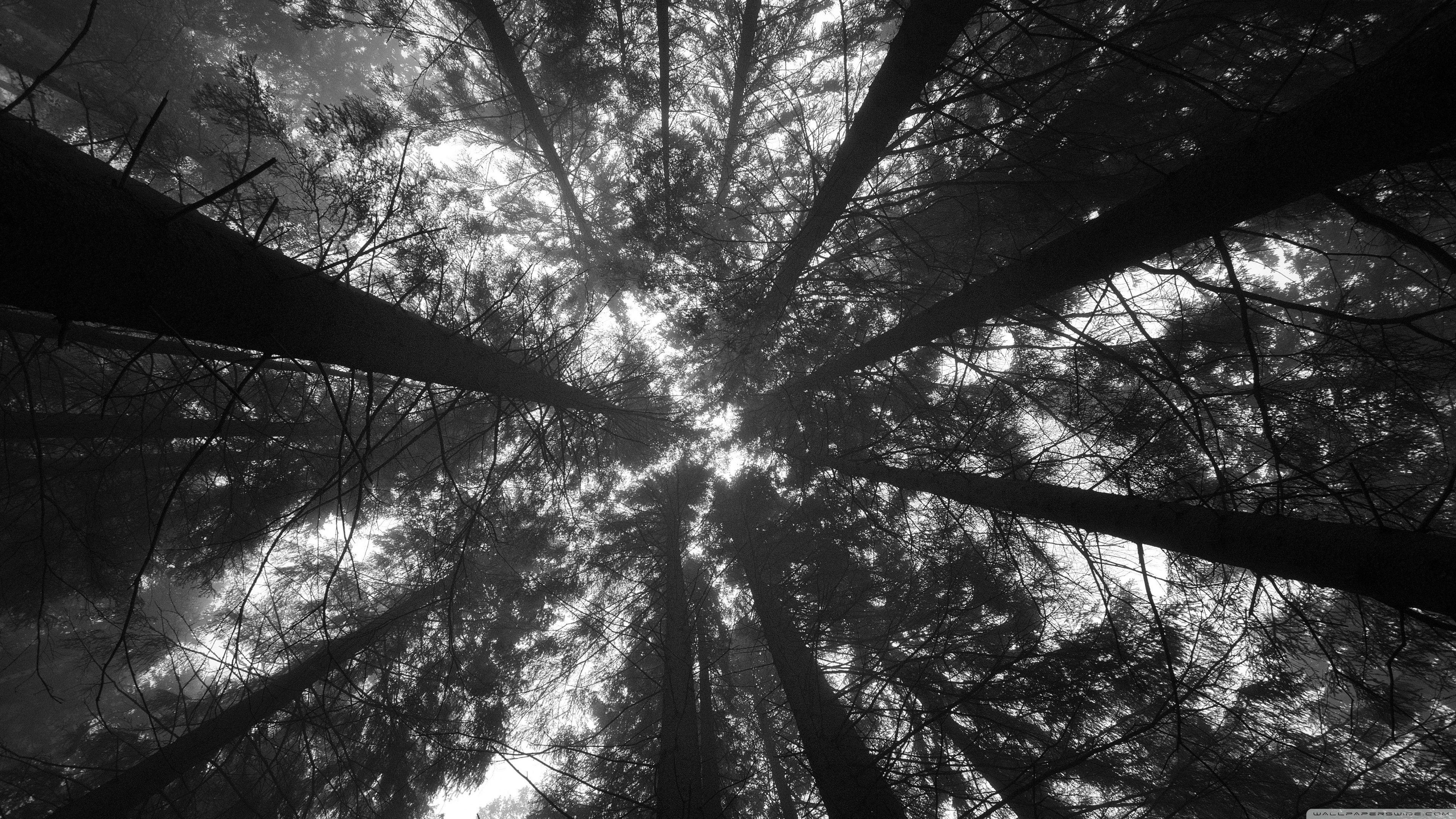 Dark Trees HD Wallpapers Top Free Dark Trees HD Backgrounds