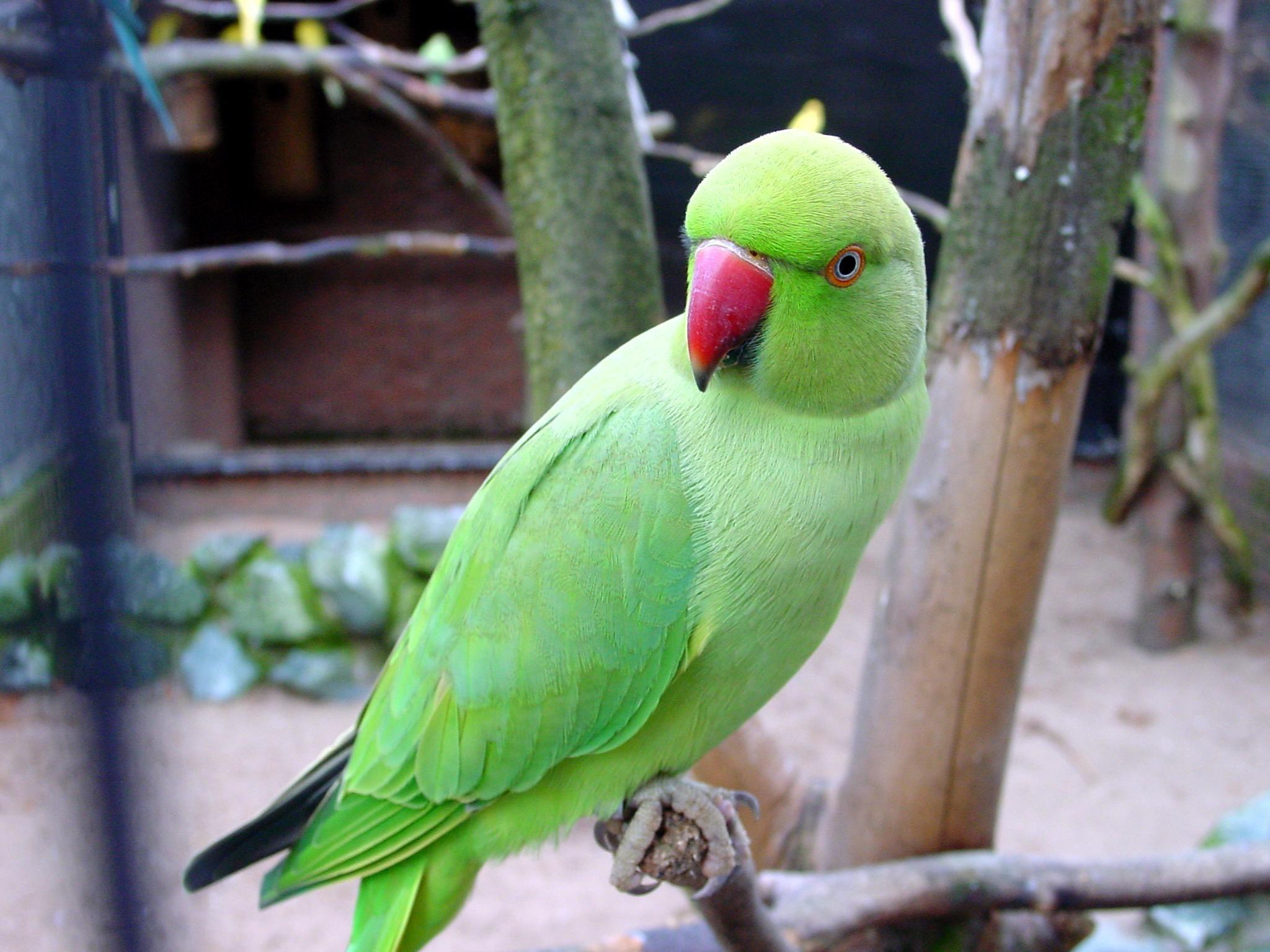 Green Parrot Wallpapers - Top Free Green Parrot Backgrounds -  WallpaperAccess