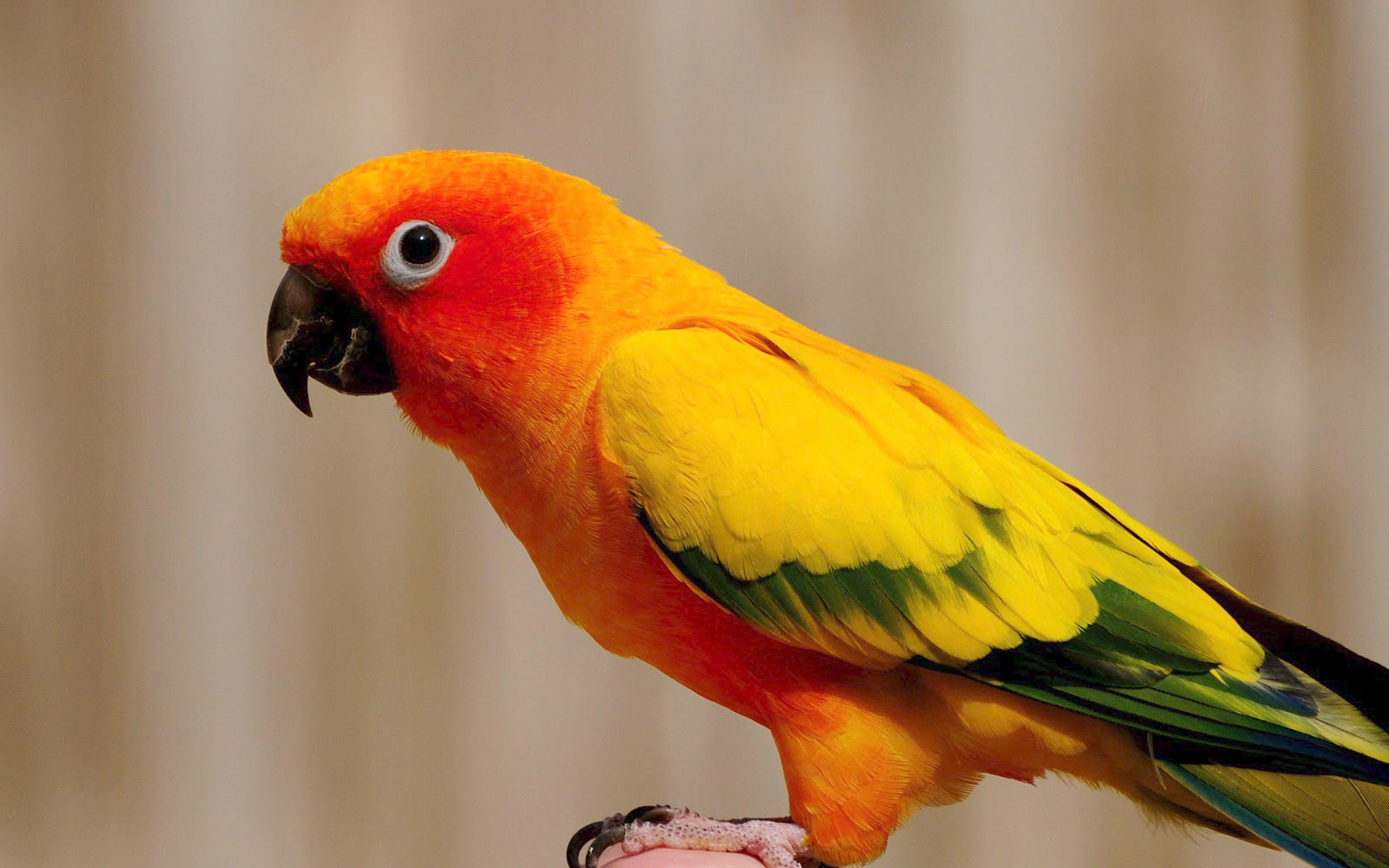 3840x2400 Yellow Parrot Wallpaper HD 3840x2400 :