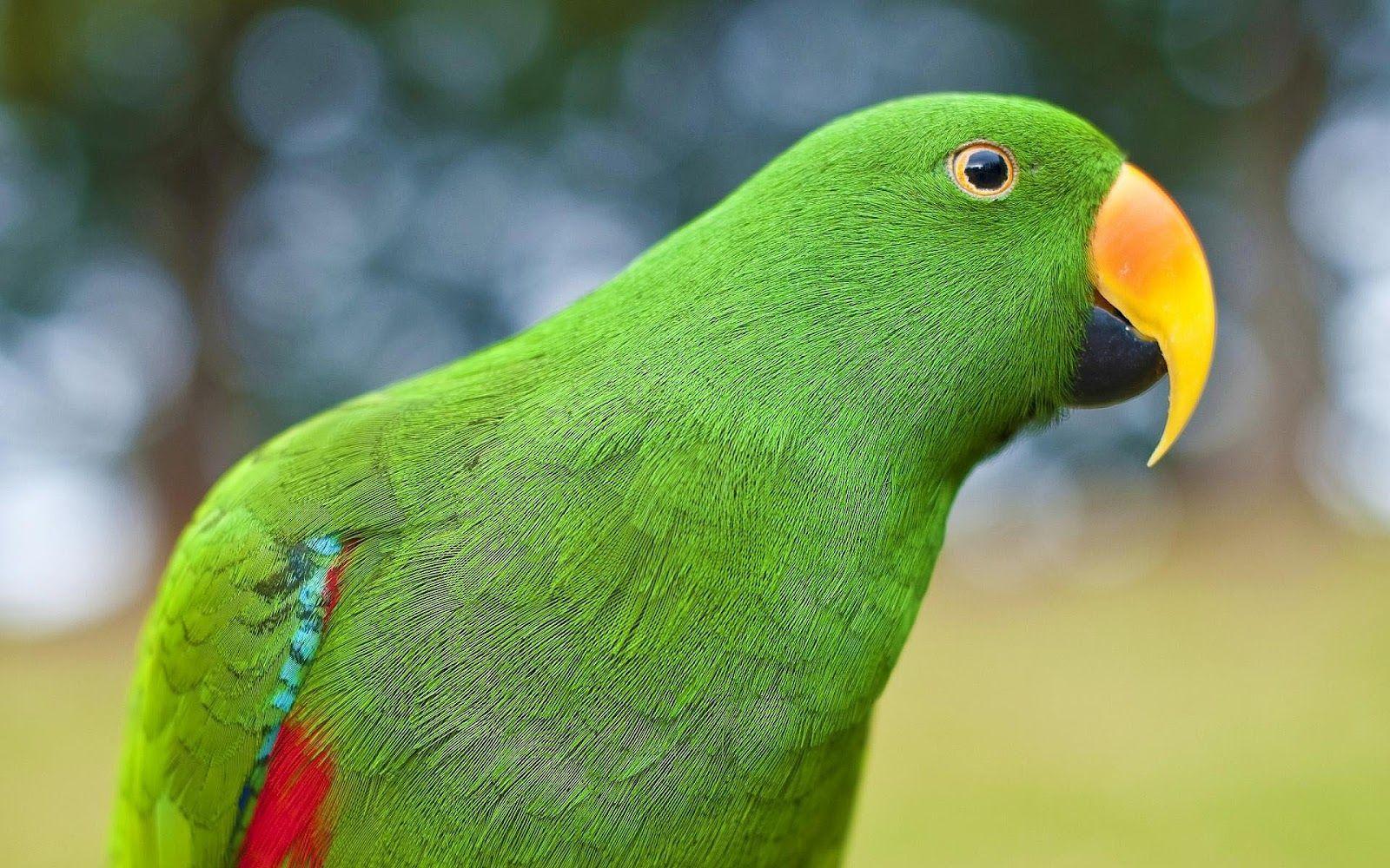 1600x1000 Parrot wallpaper