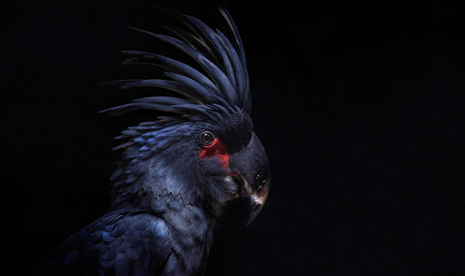 1920x1140 animals, Birds, Parrot Wallpaper HD / Desktop and Mobile Background