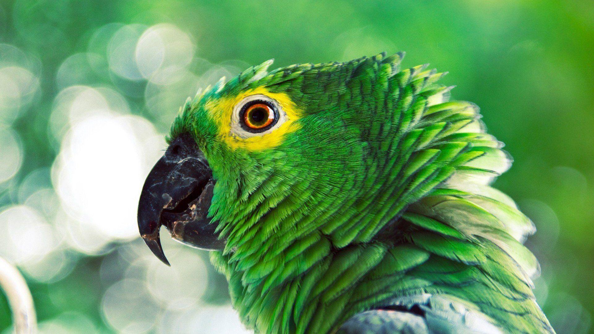 1920x1080 Desktop parrot 3D wallpaper