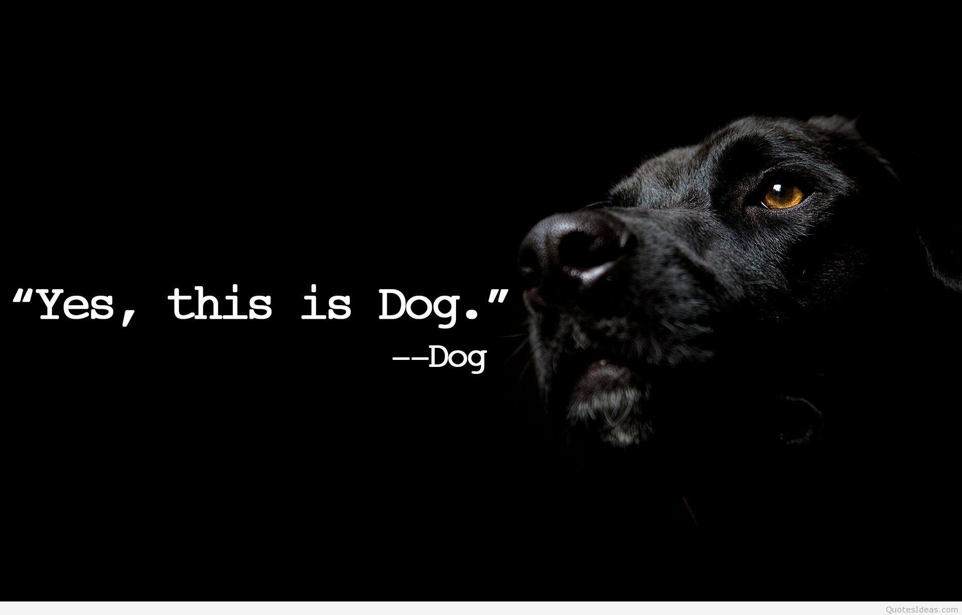 1920x1227 cool dog wallpaper