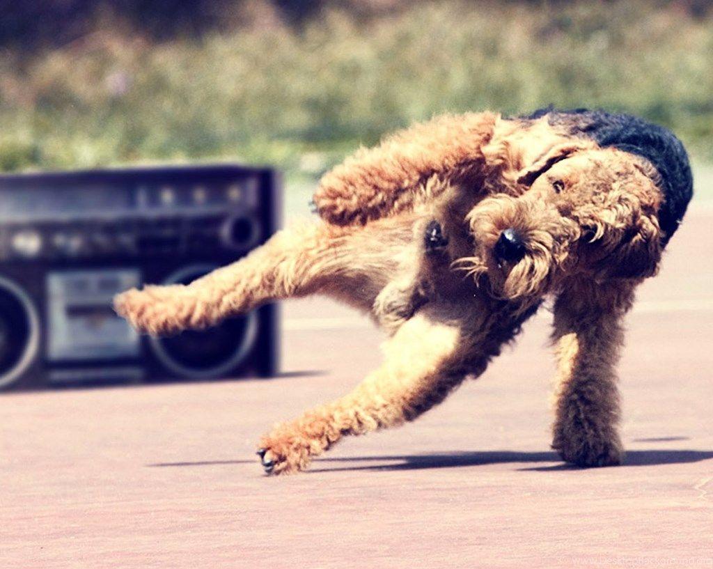 1024x817 Dog Wallpaper, Cool Dogs, Amazing Dogs, Cute Dog Image, Desktop
