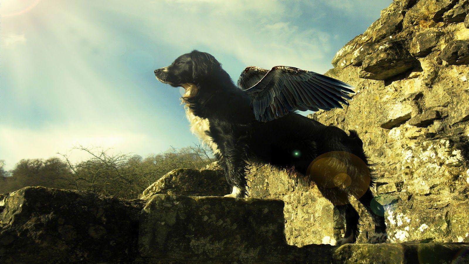 1600x900 Cool Dog with Wings Design Wallpaper Background. Dogs Wallpaper