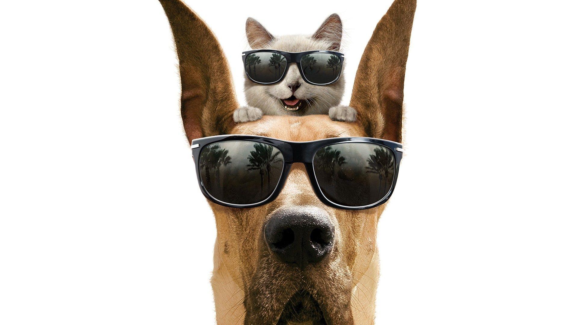 1920x1080 How to take care of your Dogs And Cats in Summer?