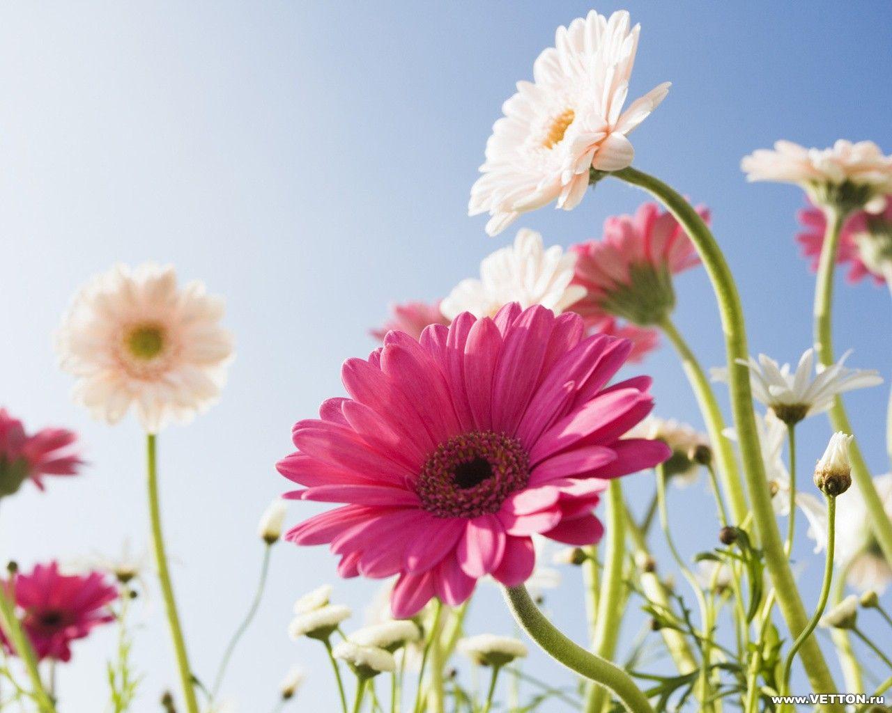 1280x1024 Flower Modern Full HD Wallpaper