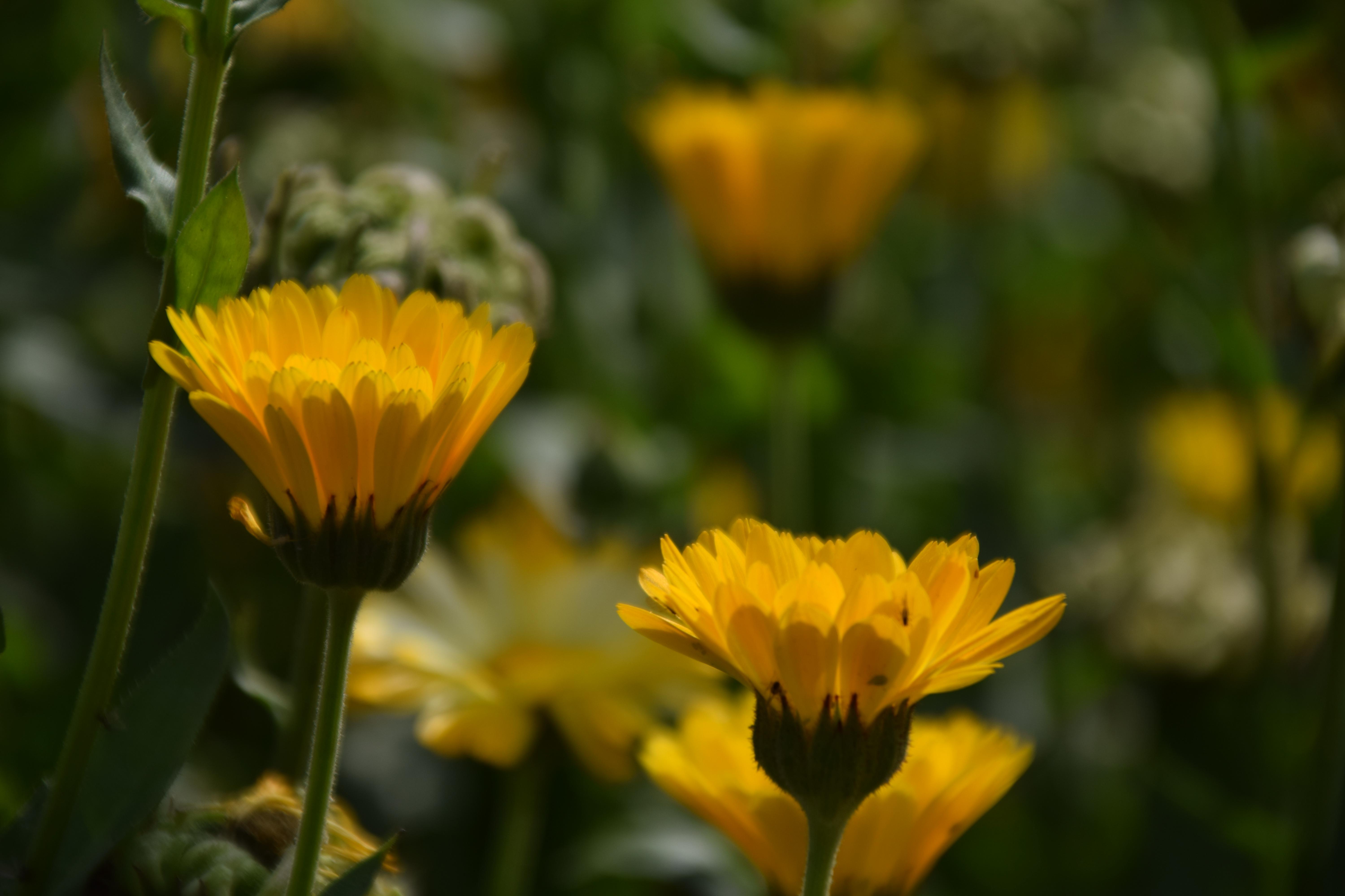 6000x4000 Flowers 4K wallpaper for your desktop or mobile screen free