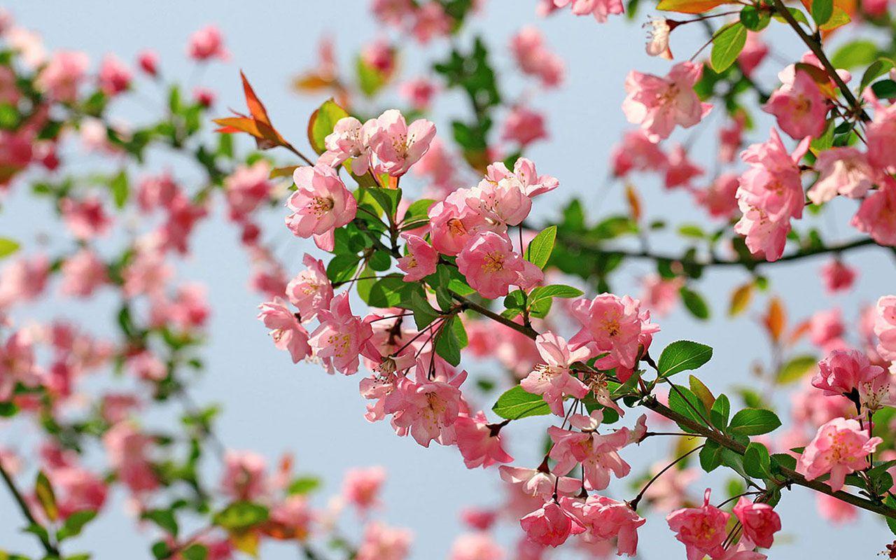1280x800 Free download Flowers Wallpaper 4 1280 X 800 stmednet 1280x800