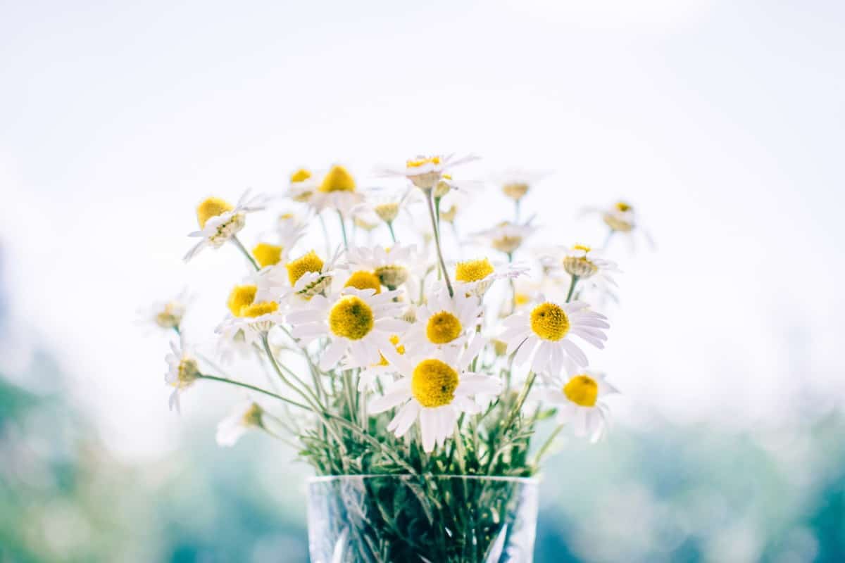 1200x800 Gorgeous Flower Wallpaper You Will Fall in Love With