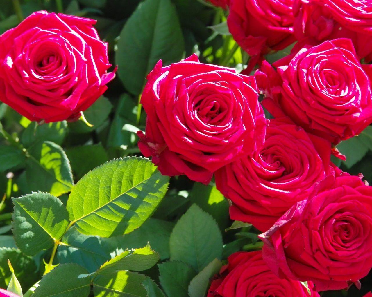 1280x1024 Free download Beautiful Flowers Wallpaper Download Full HD
