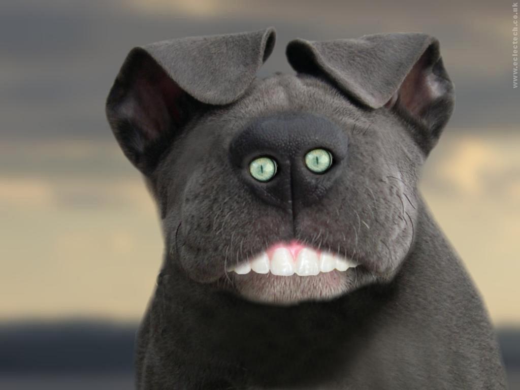 1024x768 Weird And Crazy Dogs 14 Cool HD Wallpaper
