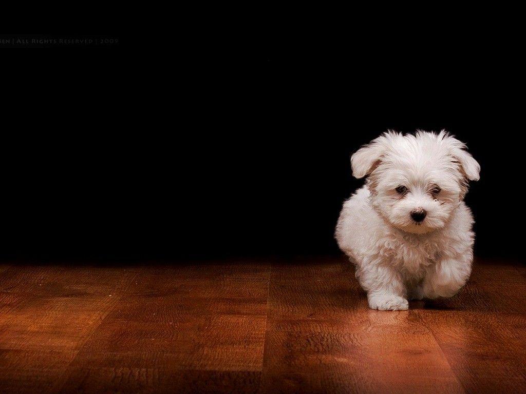 1024x768 September 2017: White Little Puppy Breed Animal Dog Sweet