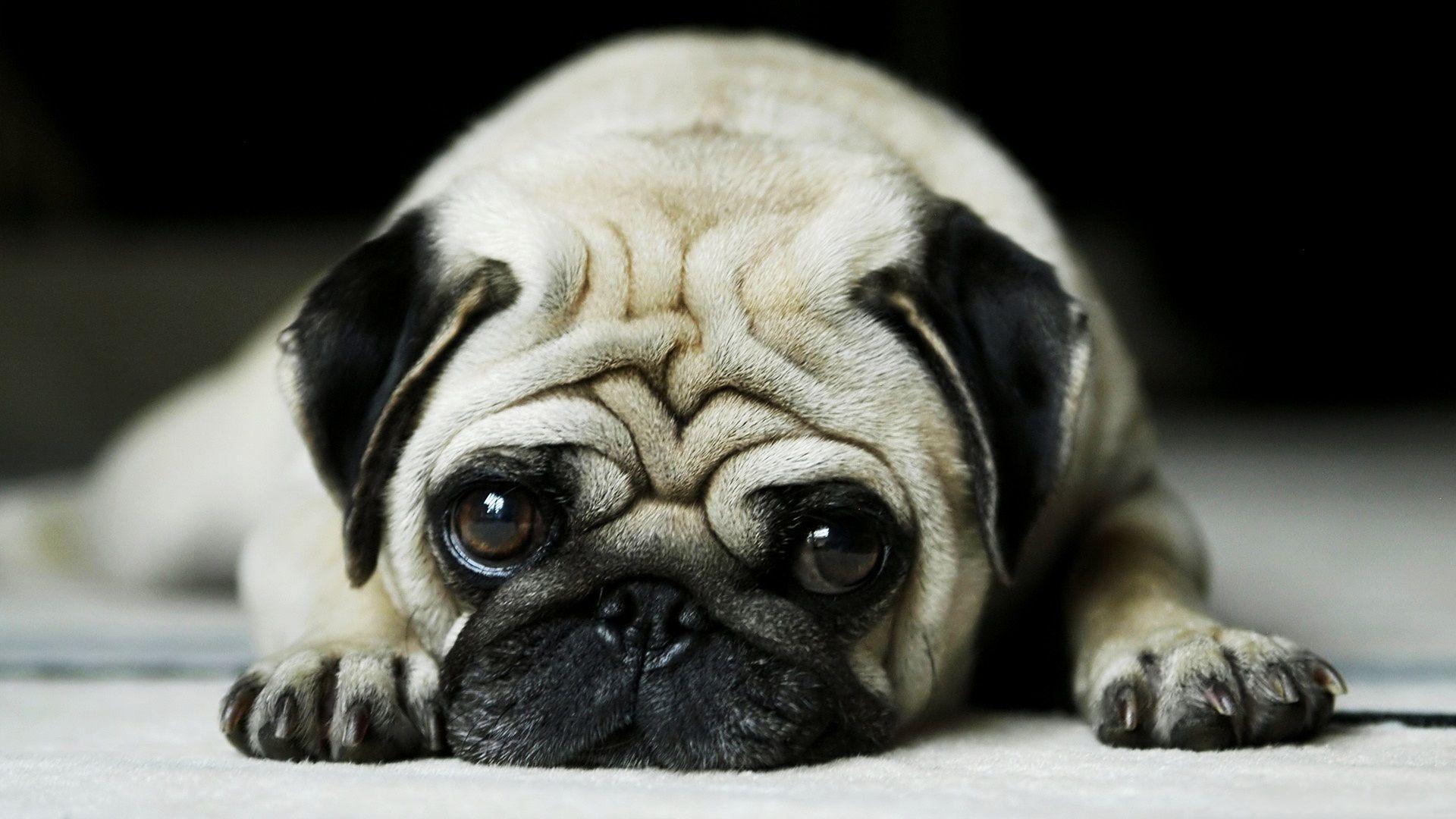 1920x1080 Pug Dog Wallpaper