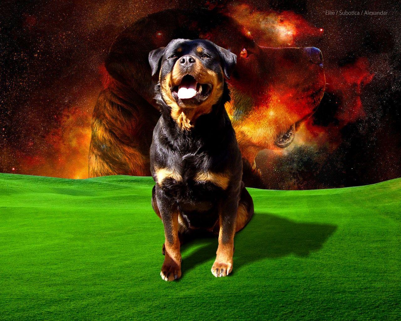 1280x1024 Cool Rottweiler dog wallpaper