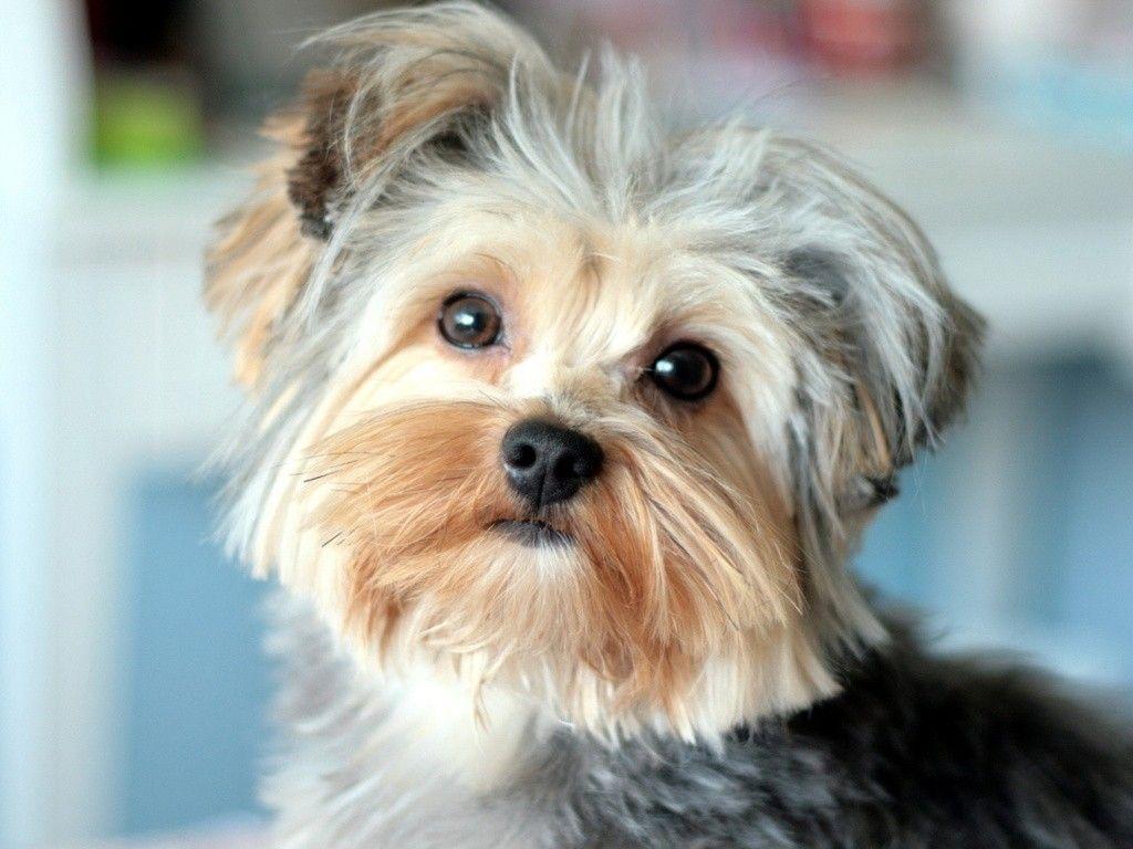 1024x768 Dogs: Loyal Friend Animal Dog Cute Puppy Cool Dogs Wallpaper HD 16