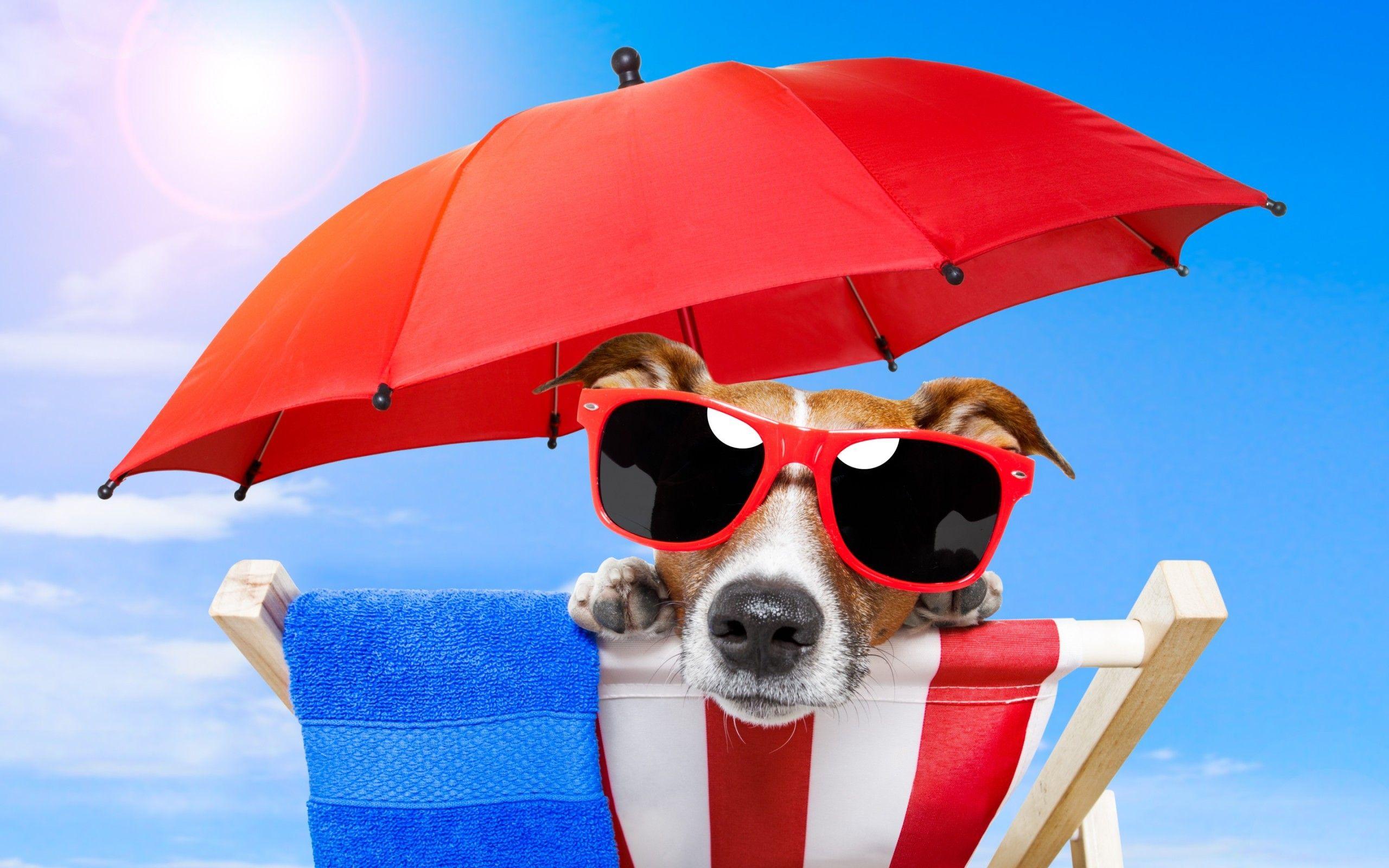 2560x1600 Cool Dog on Vacation at the Beach widescreen wallpaper. Wide