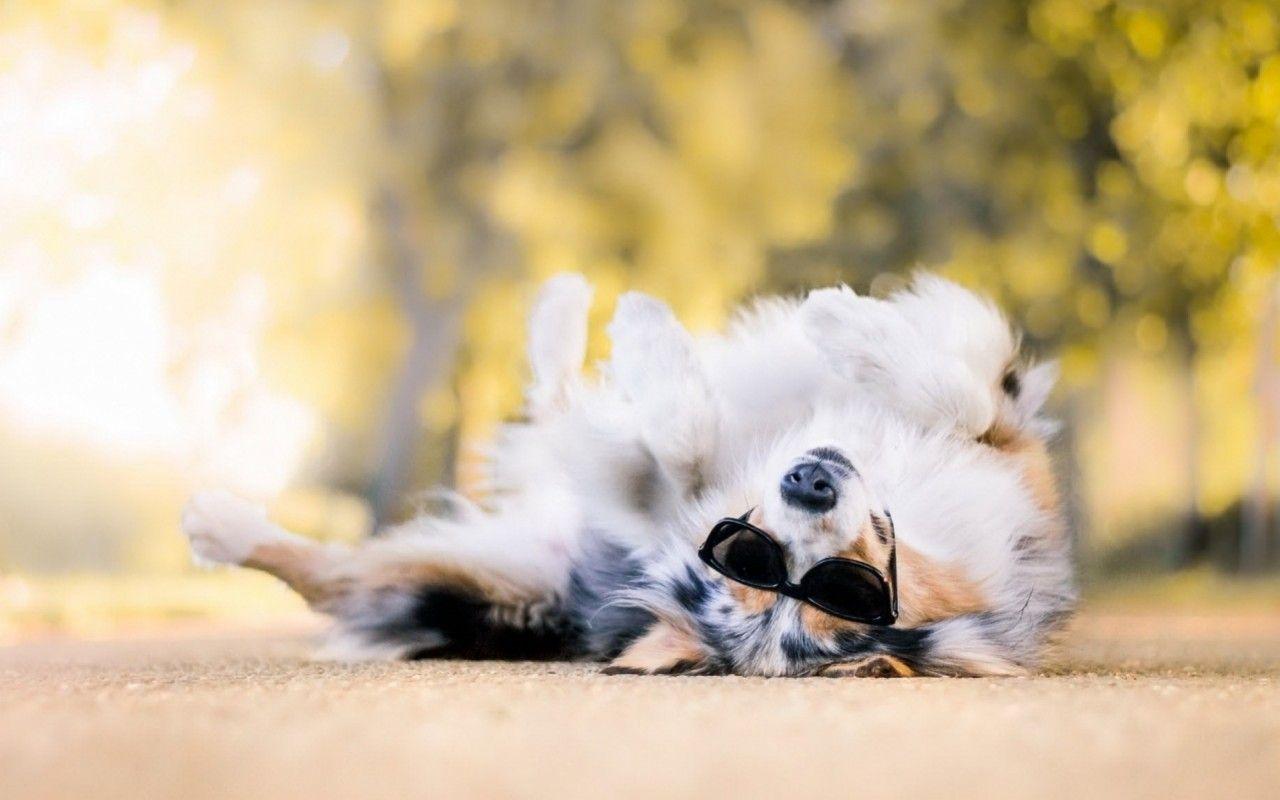 1280x800 Cool Dog wallpaper. Cool Dog