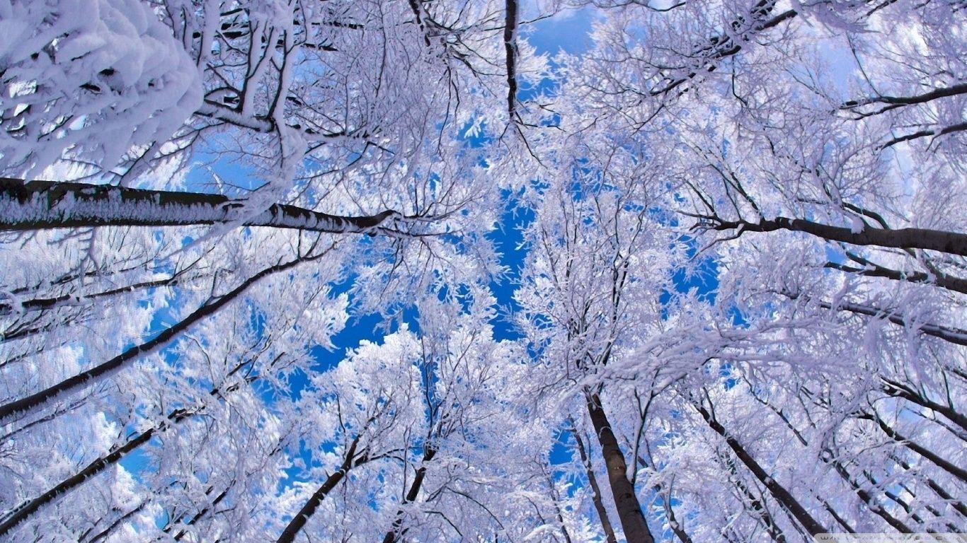 1366x768 Nice winter wallpaper all in HD