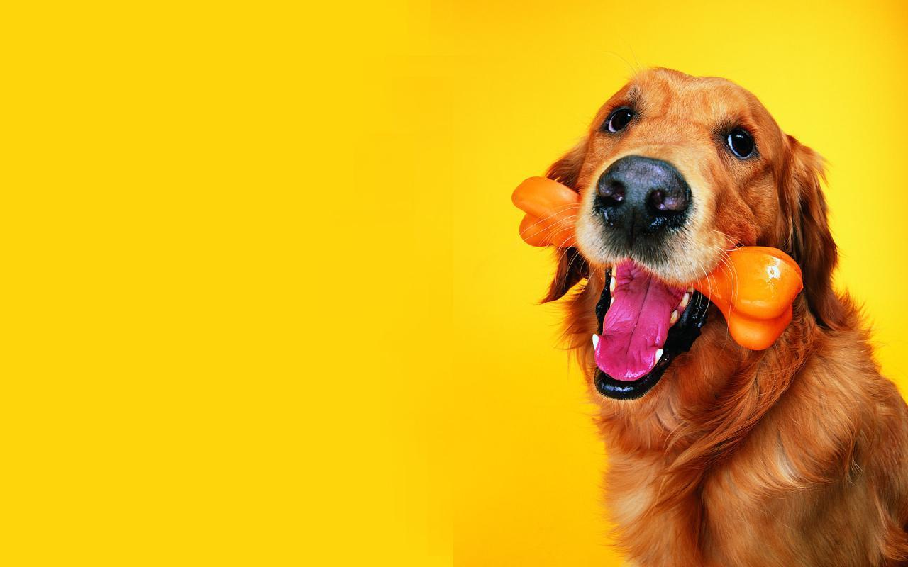 1280x800 Dog Wallpaper, 39 Dog Computer Photo