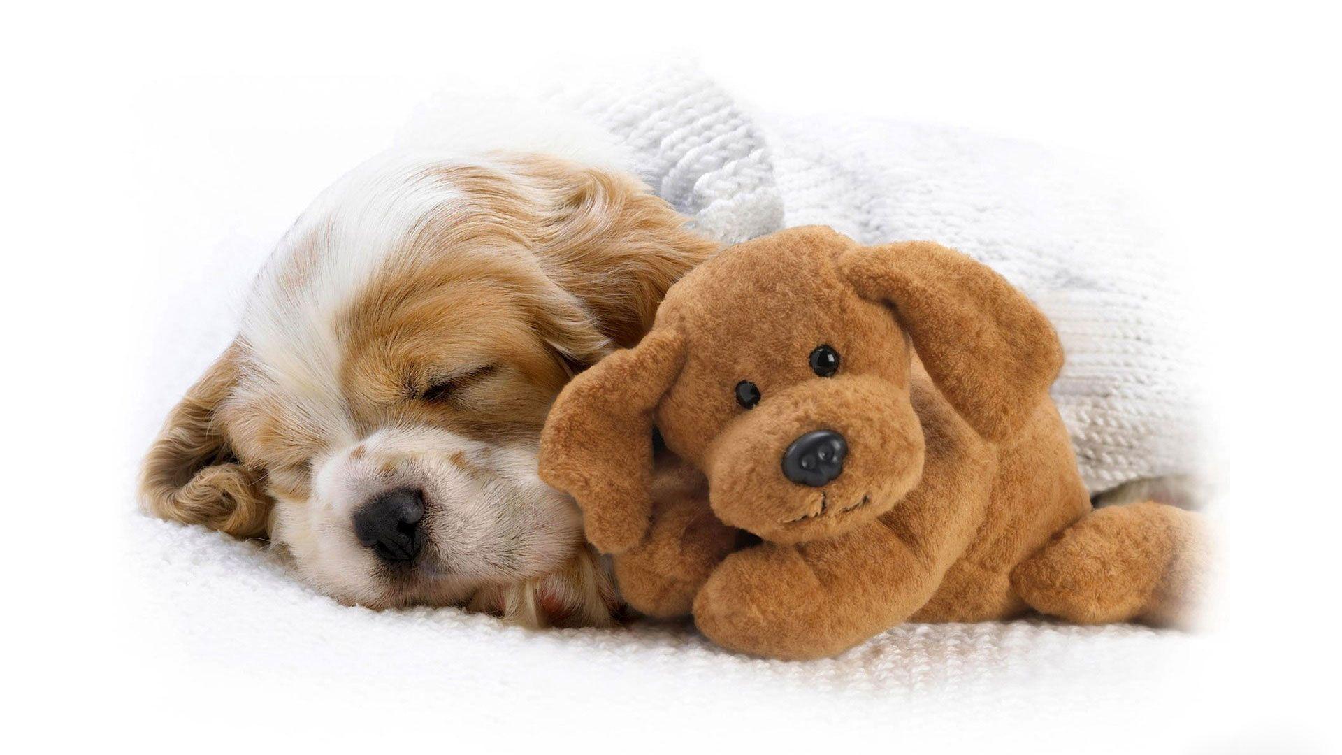 1920x1080 Cool Dog Wallpaper Stylish Cute Dog Wallpaper Dogs Wallpaper