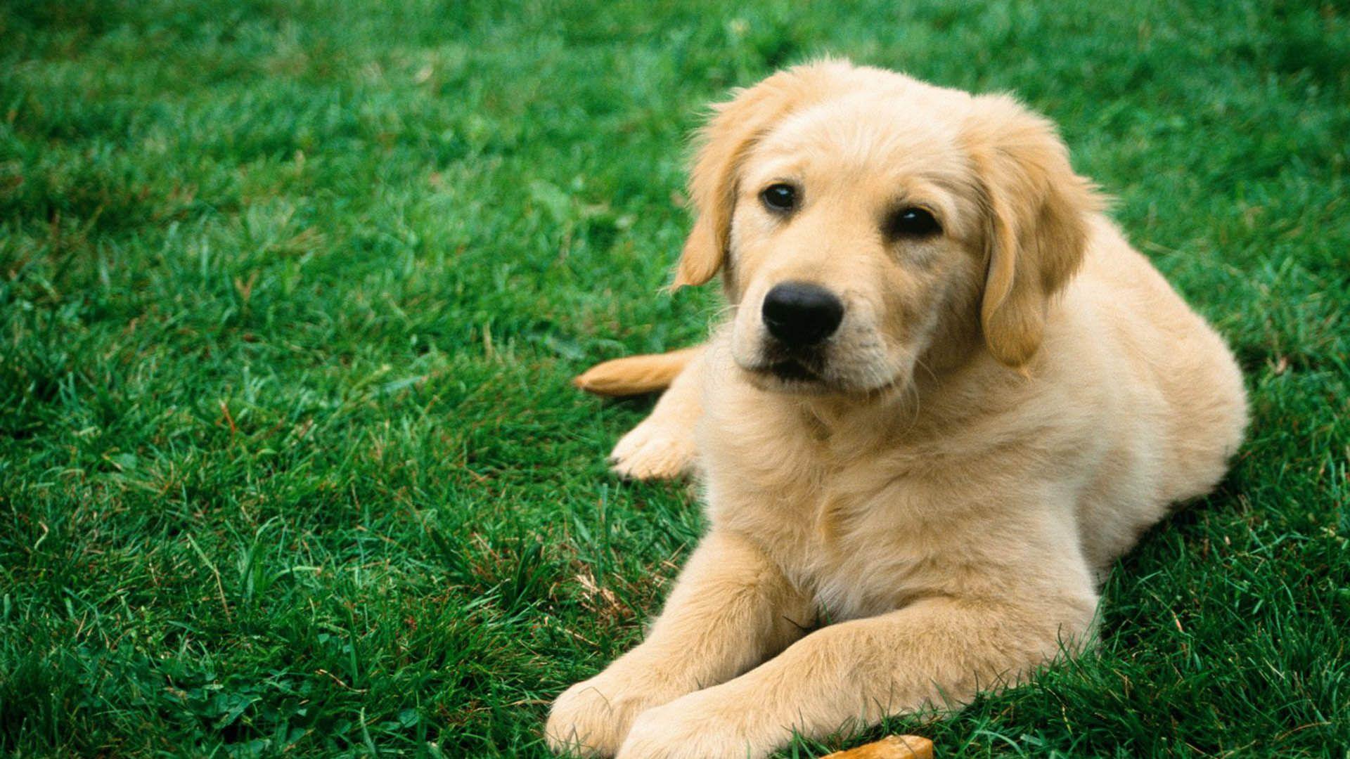 1920x1080 Cool Dog Wallpaper 1920x1080
