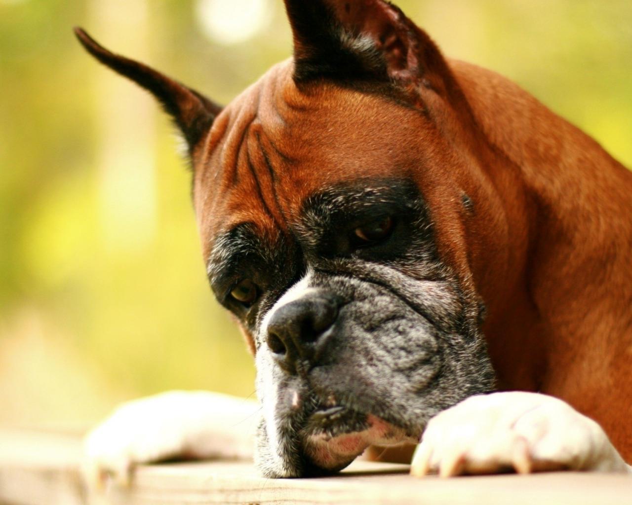 1280x1024 Boxer Dog Wallpaper, Fine Pics of Boxer Dog, Colelction ID: XK63