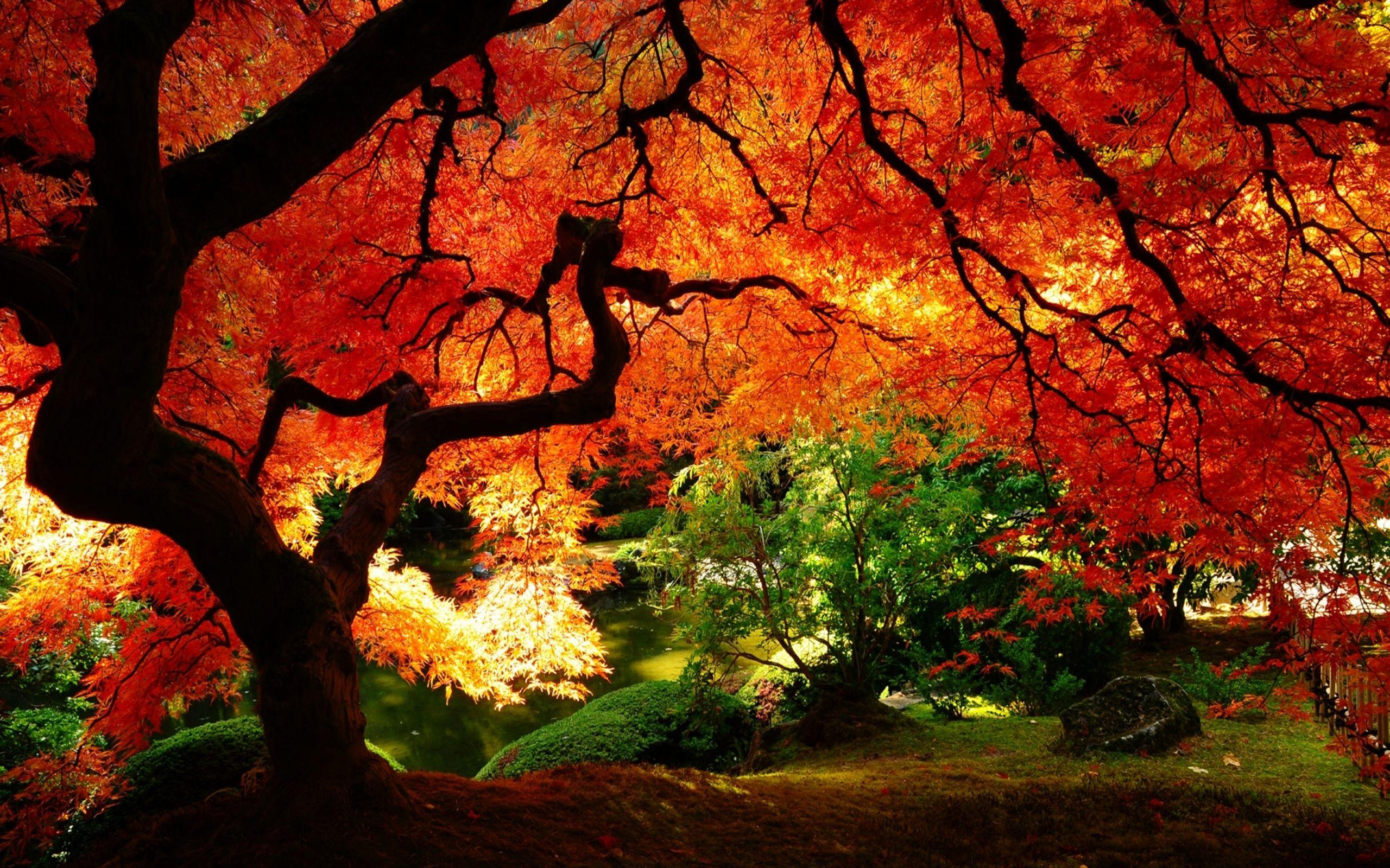 HD wallpaper: nature, landscape, tree, autumn, forest, season, fall,  november | Wallpaper Flare