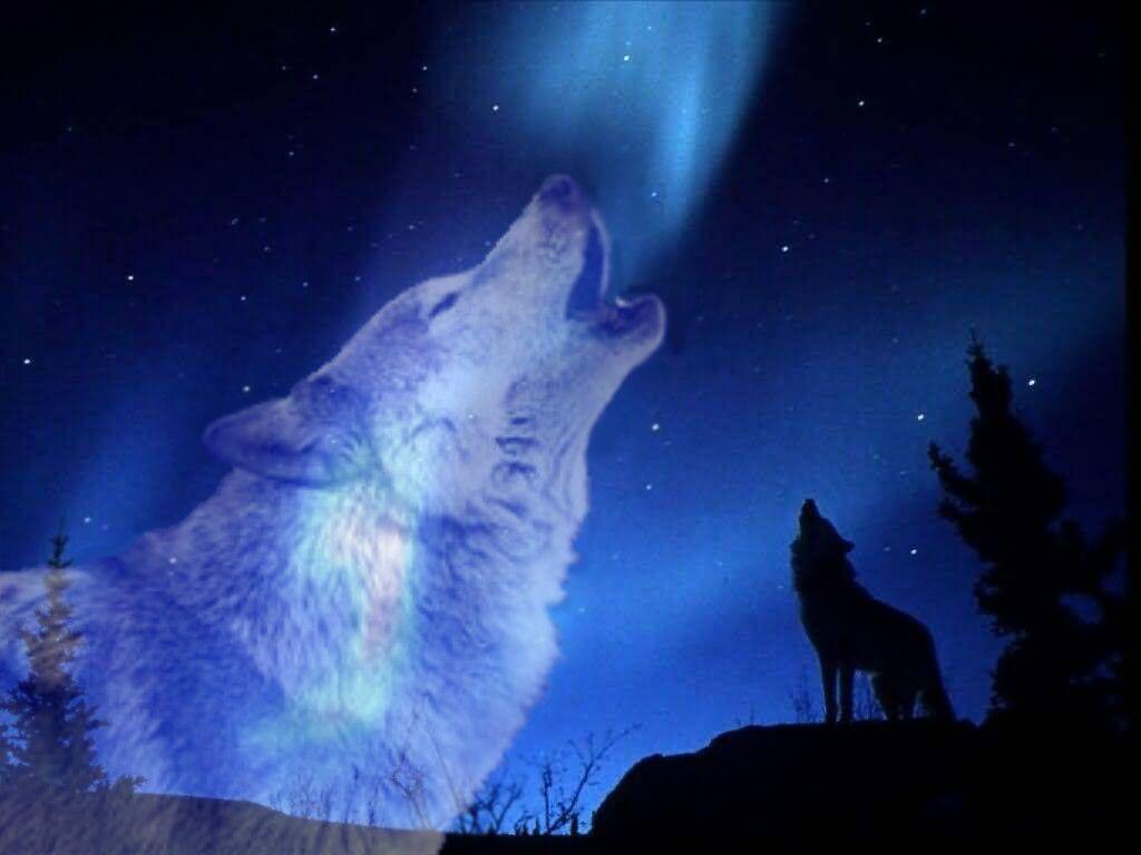 1024x768 Beautiful Wolf Spirit Wallpaper. Beautiful Wallpaper, Beautiful Background and Beautiful Sunflower Wallpaper