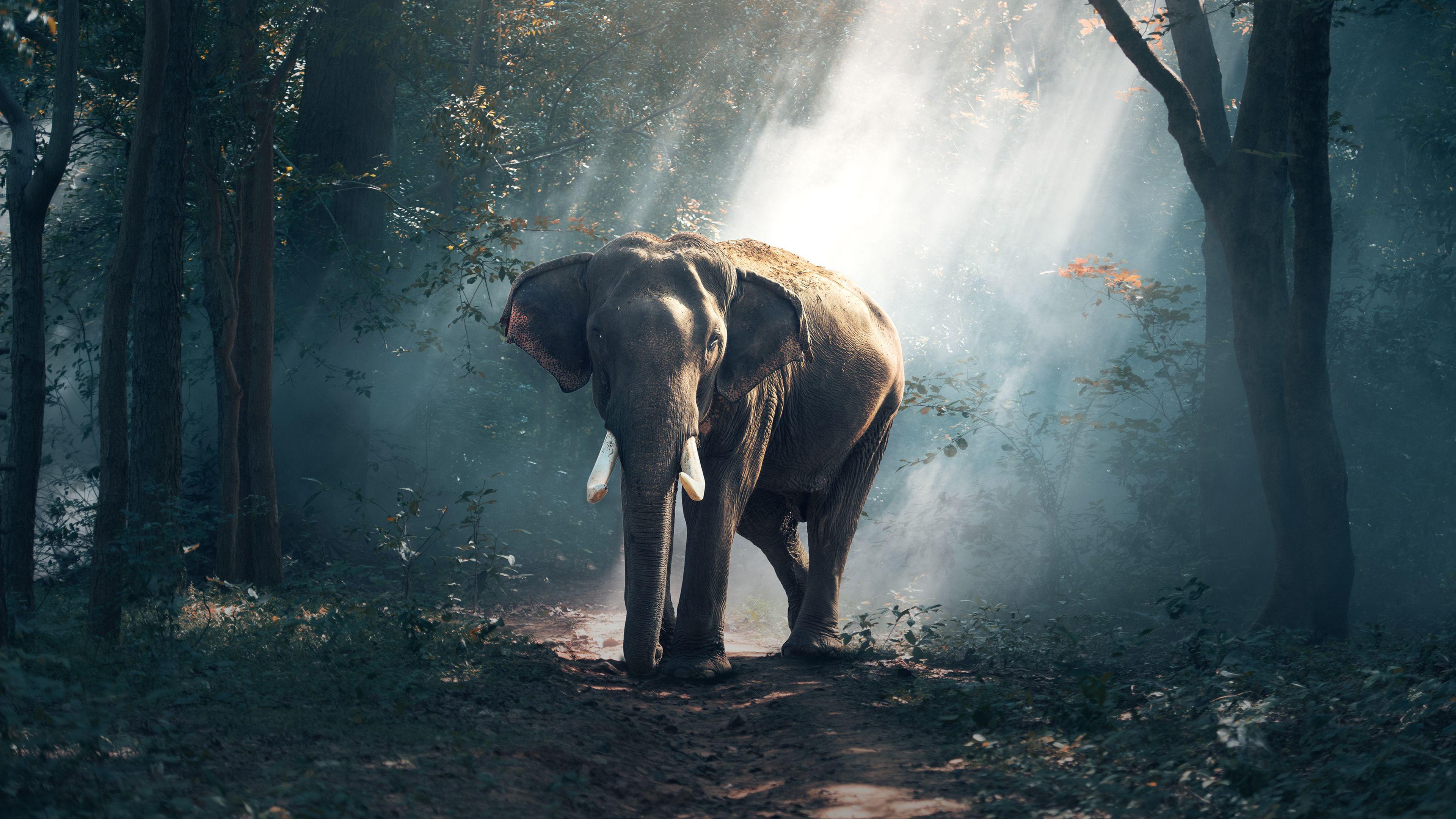 3840x2160 Elephant Chromebook Wallpaper