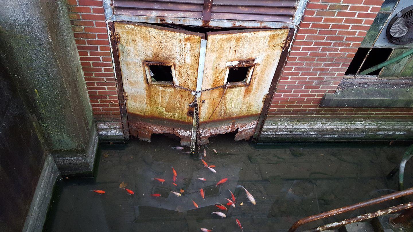 1440x810 Koi swimming in an abandon Philadelphia basement. [OC] [1440 X 810